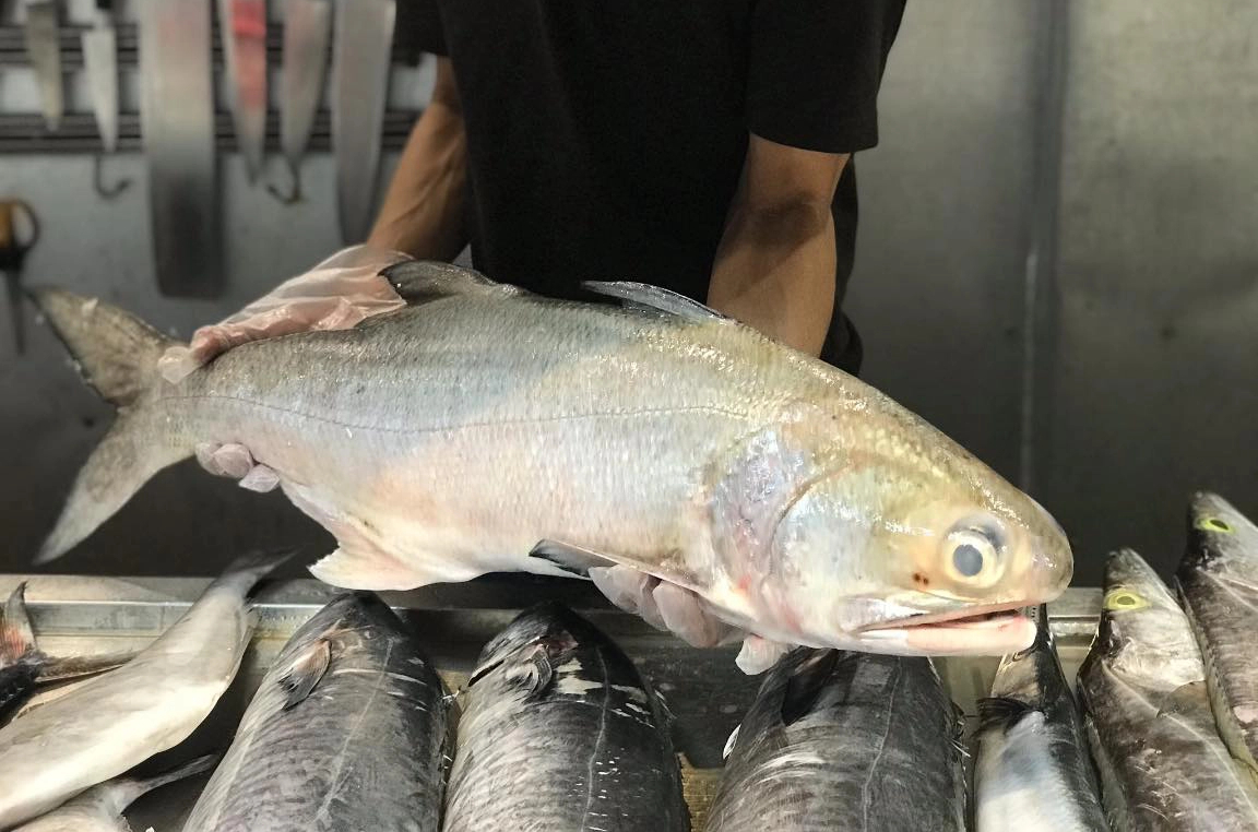 Nhụ bốn râu - loại cá là đặc sản của các tỉnh phía Bắc, giá bán 300 nghìn/kg vẫn được yêu thích - Ảnh 1.