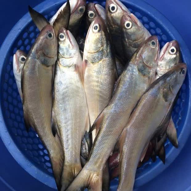 Nhụ bốn râu - loại cá là đặc sản của các tỉnh phía Bắc, giá bán 300 nghìn/kg vẫn được yêu thích - Ảnh 2.