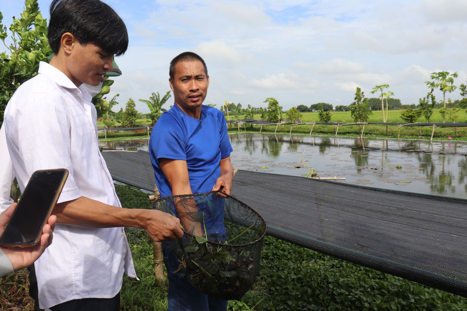 Nhìn ao thấy hoa súng nở đẹp như phim ở Bắc Giang, ai ngờ vợt lên thấy toàn ốc nhồi đặc sản - Ảnh 3.