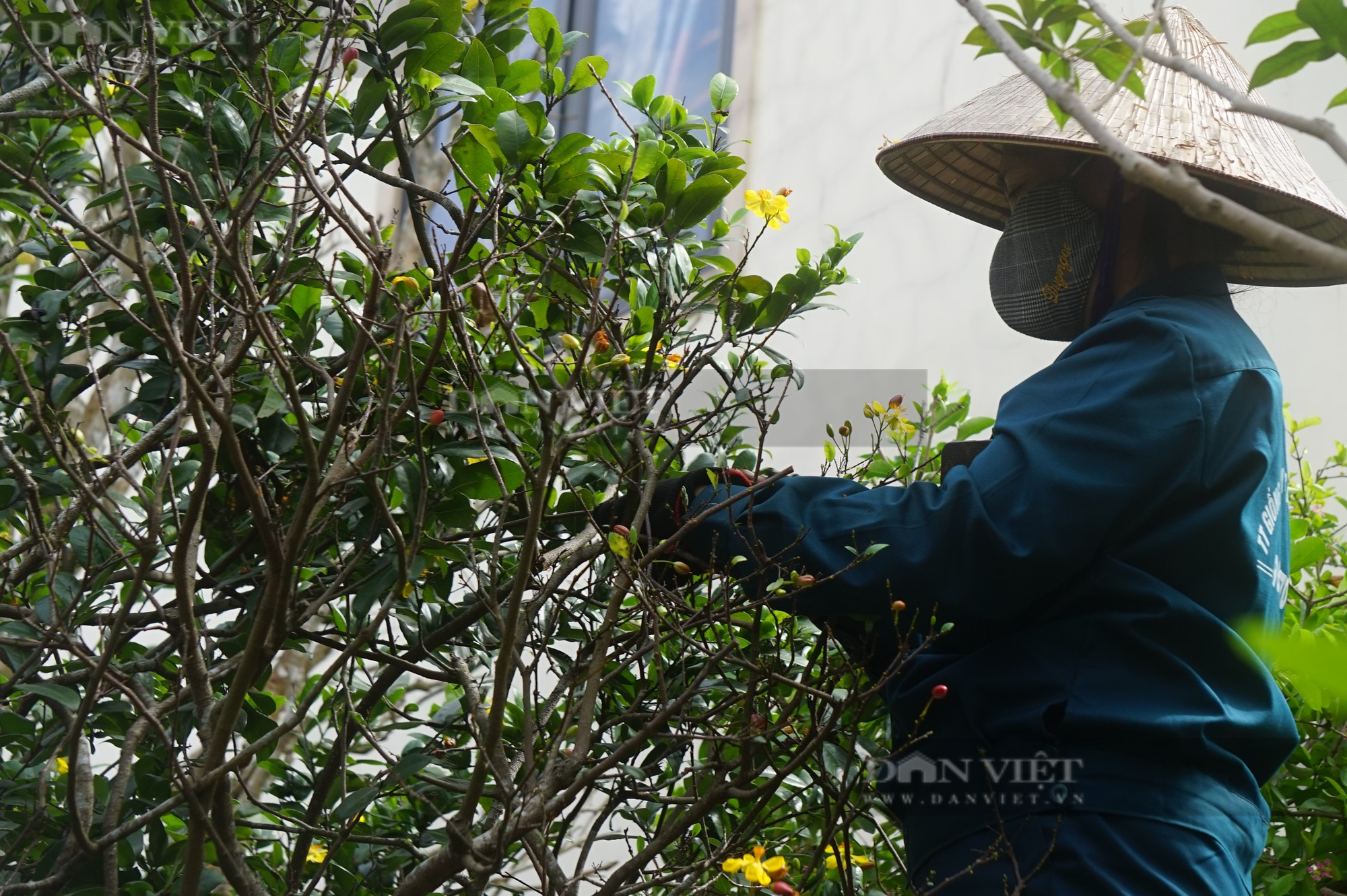 Mai tứ quý món hàng độc tại các nhà vườn ở Nghệ An hối hả &quot;xuống tóc&quot; sẵn sàng đón Tết - Ảnh 7.