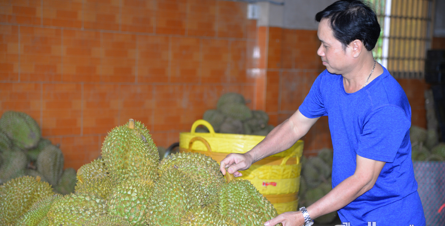 Cho lợi nhuận &quot;khủng&quot; 545 triệu/ha, nông dân Tiền Giang ồ ạt trồng sầu riêng, 4 tháng tăng 3.000ha - Ảnh 1.