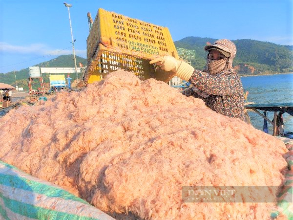 Ngư dân Hà Tĩnh cứ ra biển là đánh bắt đầy khoang hải sản, vừa đưa lên bờ thương lái tranh nhau mua - Ảnh 3.