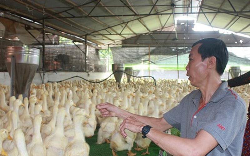 Gà, vịt, heo theo nhau mất giá, nông dân chăn nuôi ở Đồng Nai lỗ nặng