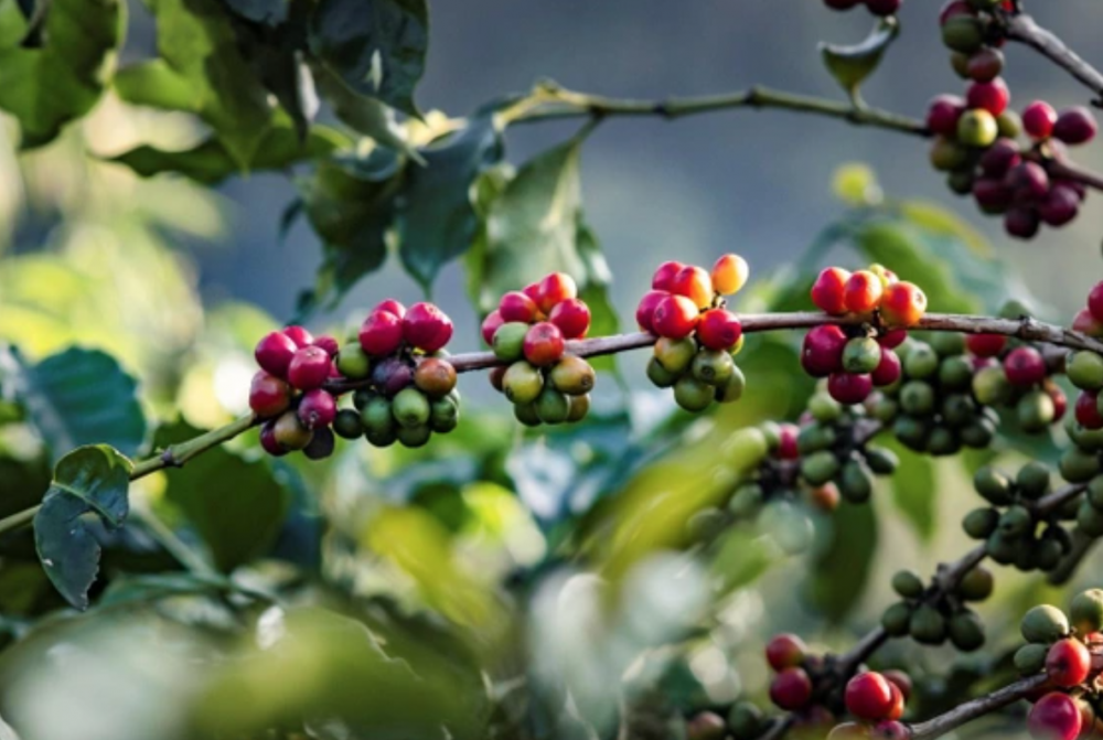 Giá cà phê Robusta tăng vọt, cà phê nội gần chạm mốc 43.000 đồng/kg - Ảnh 3.