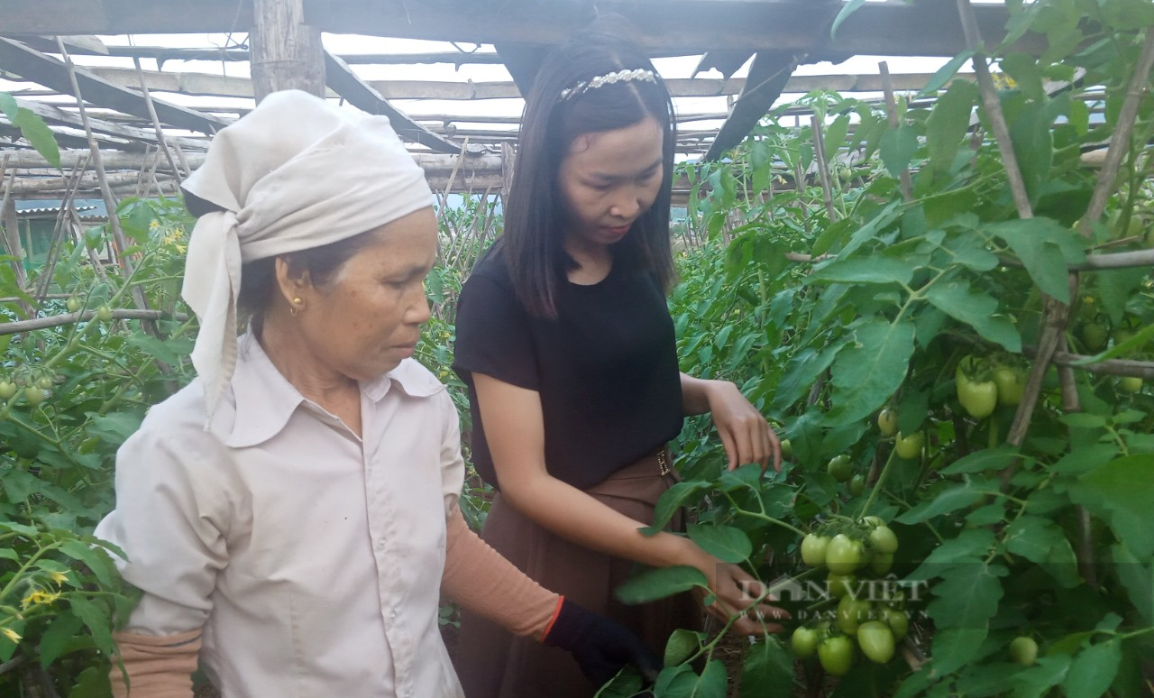 Nông dân Phù Yên (Sơn La) &quot;bám đất, bám rộng&quot; làm giàu - Ảnh 7.