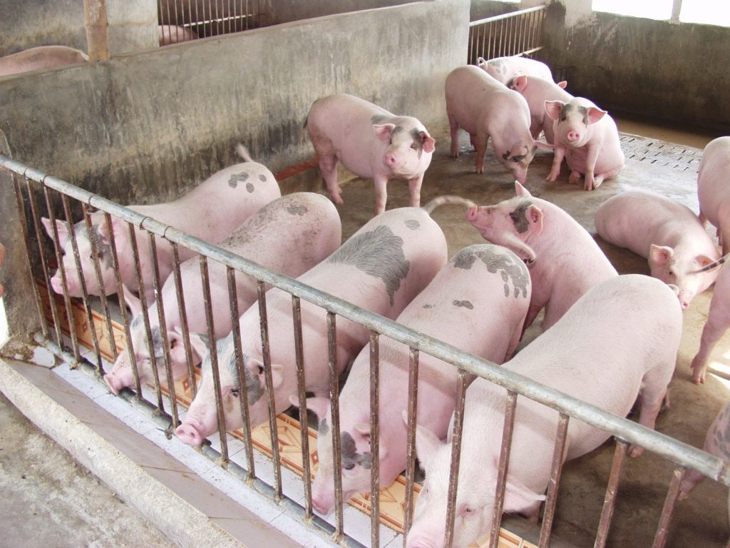 Thị trường lợn hơi đón tín hiệu mới, lợi nhuận từ chăn nuôi lợn sẽ cải thiện trong năm 2023? - Ảnh 3.