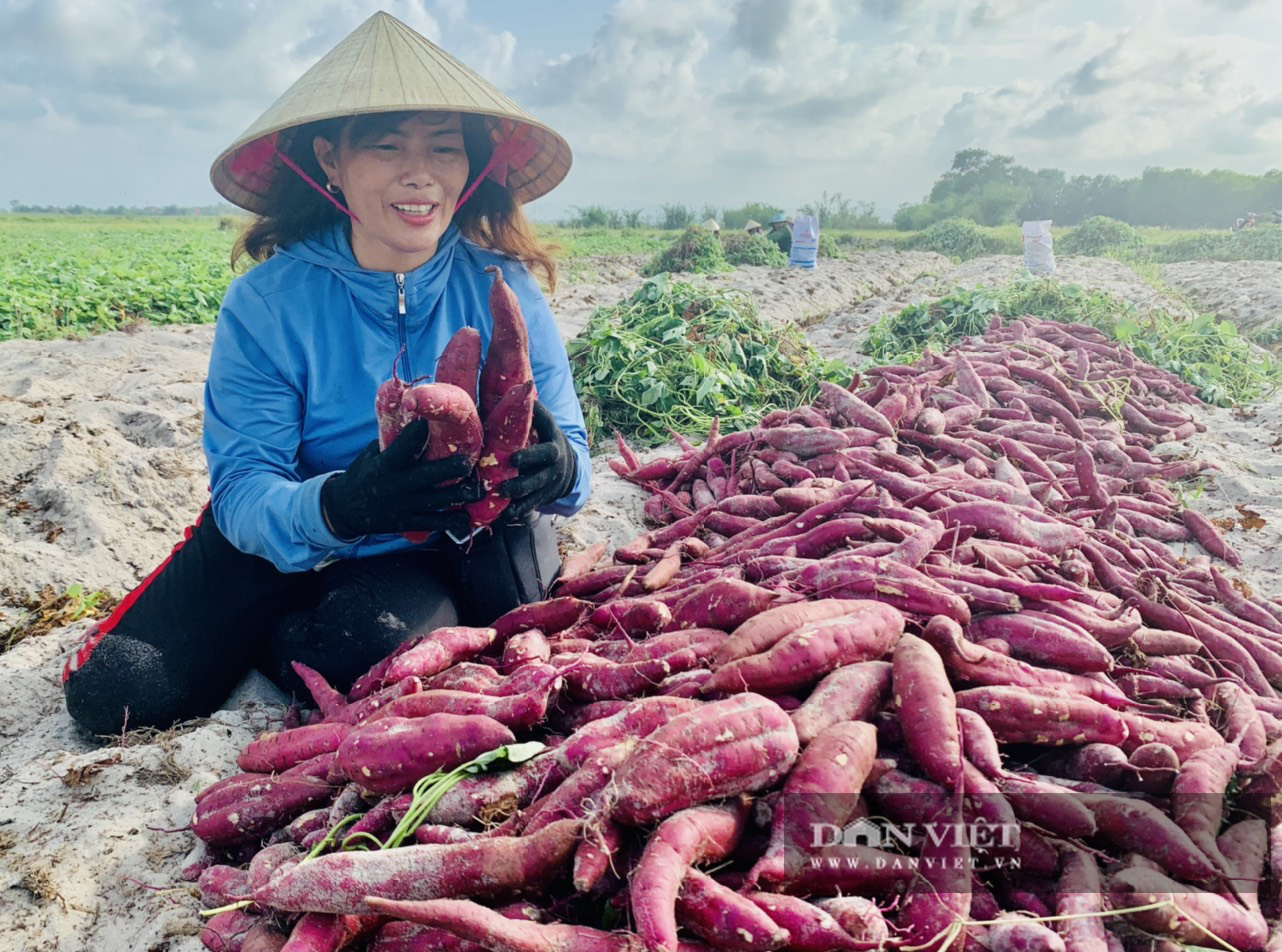 Có 3 thứ không được tồn dư trên khoai lang tím của Việt Nam khi xuất khẩu sang Trung Quốc - Ảnh 1.