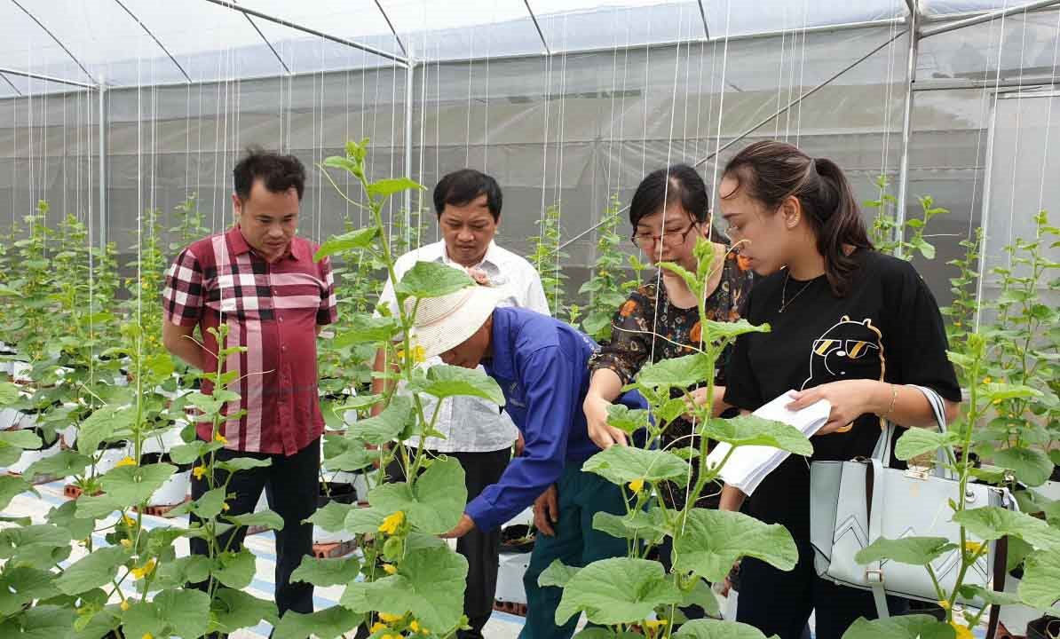 Quảng Ninh: Tăng giá trị sản xuất nhờ phát triển mô hình nông nghiệp công nghệ cao - Ảnh 2.