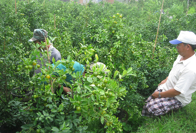Còn lâu mới đến Tết, ấy nhưng thương lái đã dập dìu trong vườn trồng thứ cây cảnh này của nông dân Phú Yên - Ảnh 1.