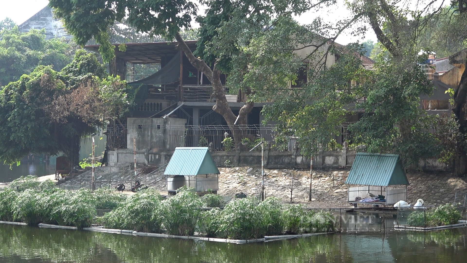 Sống như “đi tù”, đàn thiên nga đình đám một thời đang chết dần ở hồ Thiền Quang - Ảnh 2.