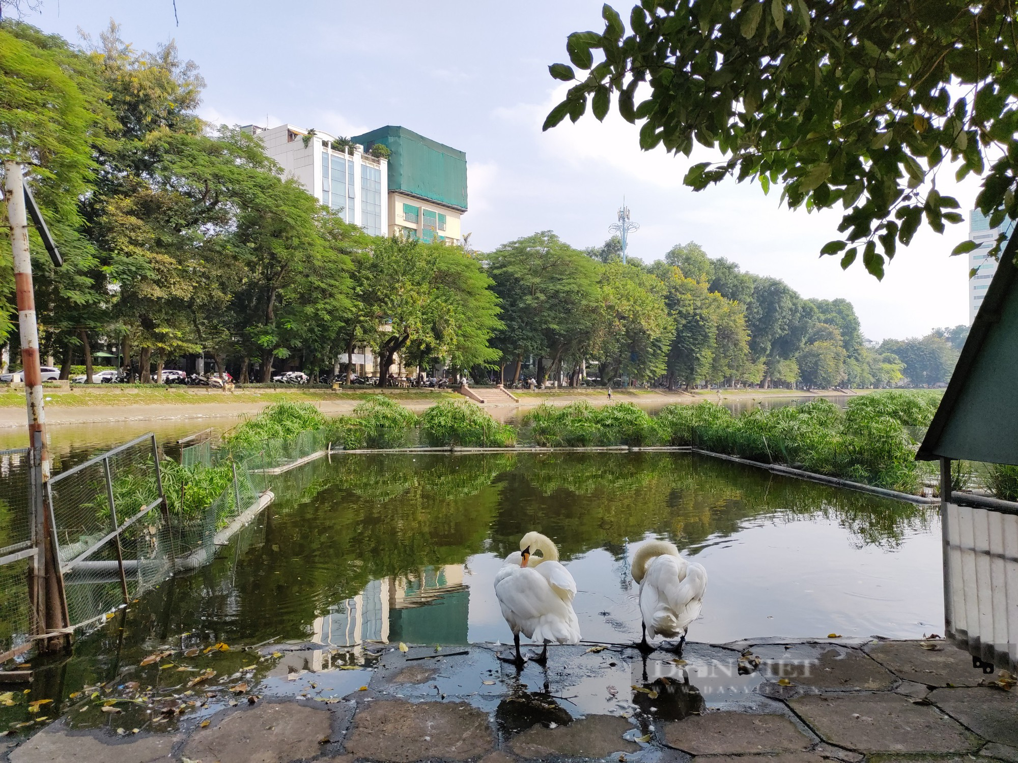 Sống như “đi tù”, đàn thiên nga đình đám một thời đang chết dần ở hồ Thiền Quang - Ảnh 3.