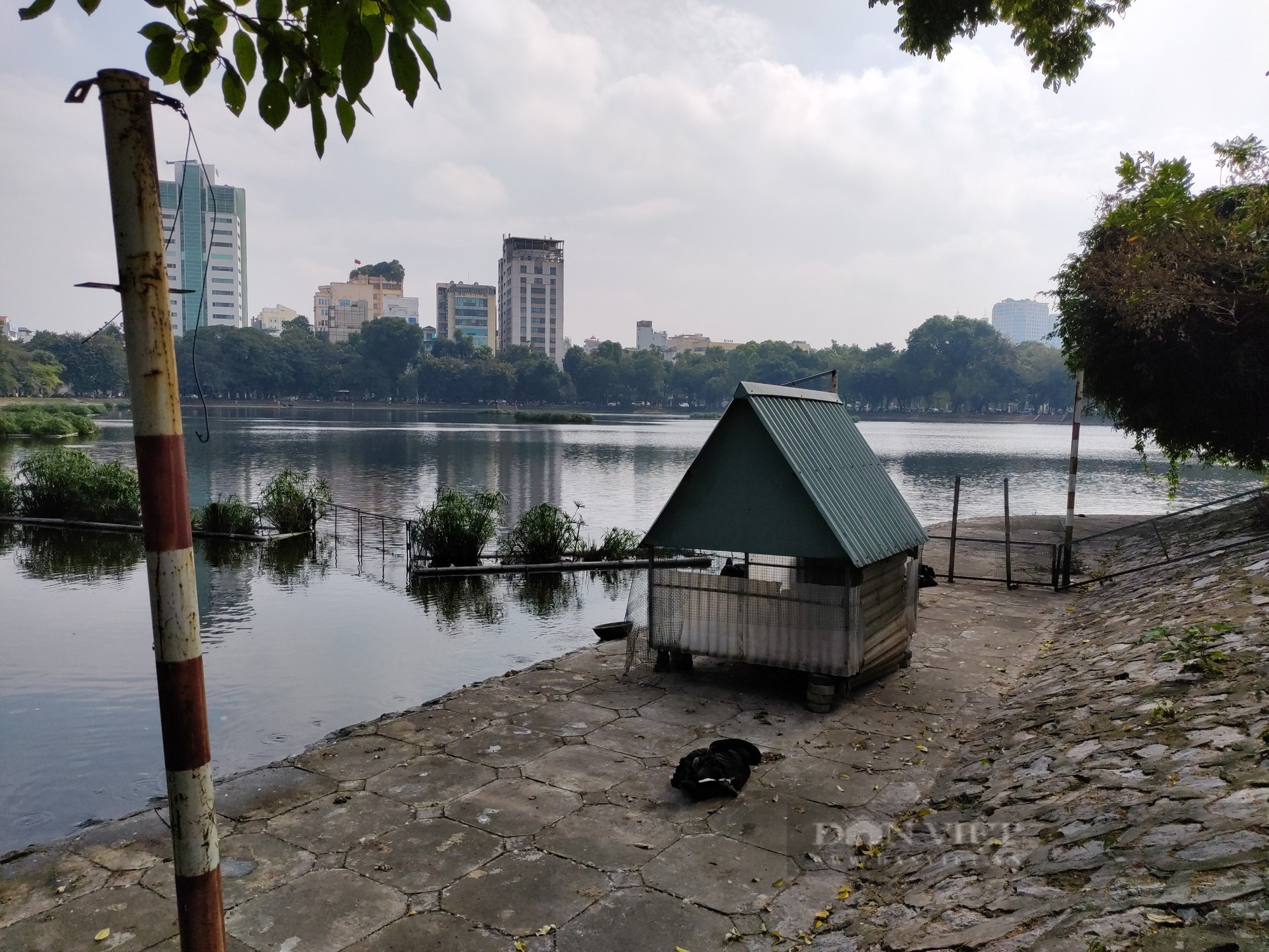 Sống như “đi tù”, đàn thiên nga đình đám một thời đang chết dần ở hồ Thiền Quang - Ảnh 5.