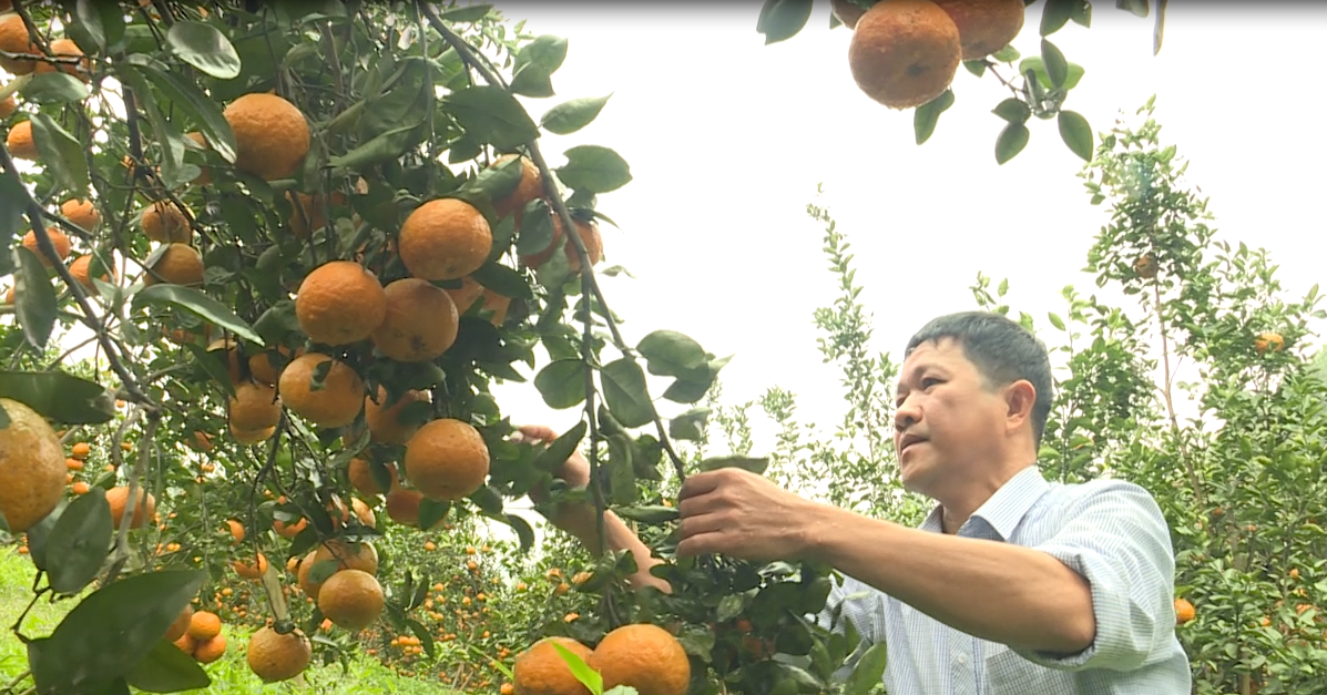 Nông dân Hà Giang thi đua sản xuất, kinh doanh giỏi, có tỷ phú trồng cam, nuôi lợn rừng thu 3 tỷ/năm - Ảnh 1.