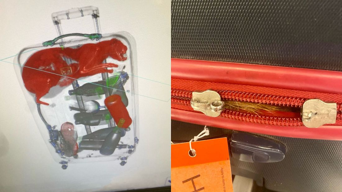 Đặc vụ sân bay sốc vì thấy con vật lạ trong hành lý của du khách - Ảnh 1.