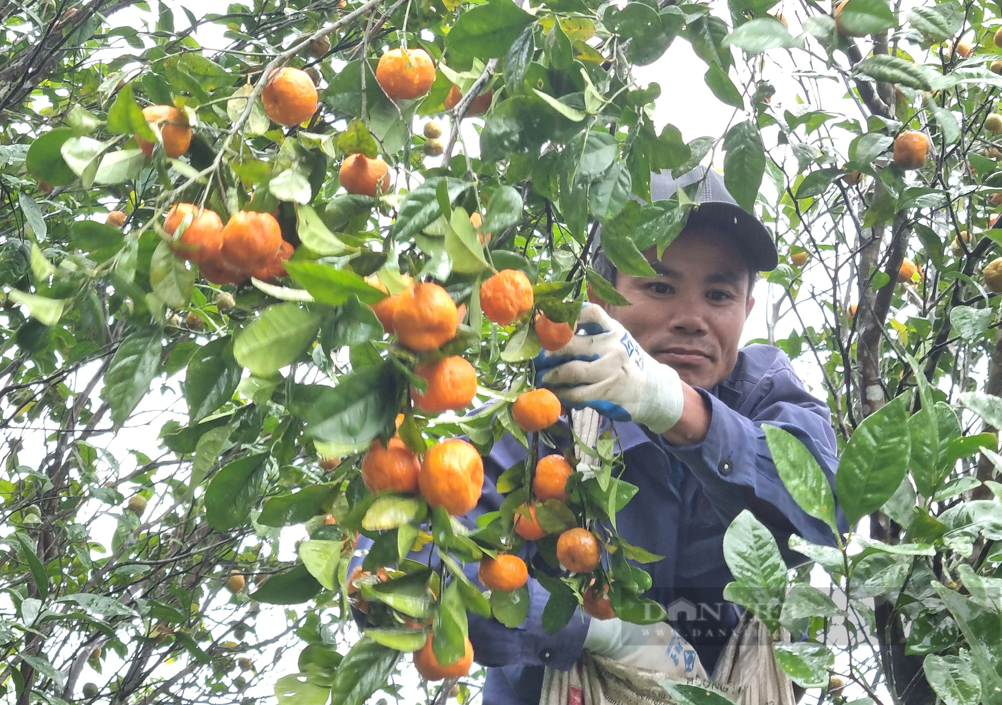 Người dân Pà Ban đội mưa lên núi hái quả quýt hoi chín nhuộm rực cành - Ảnh 6.