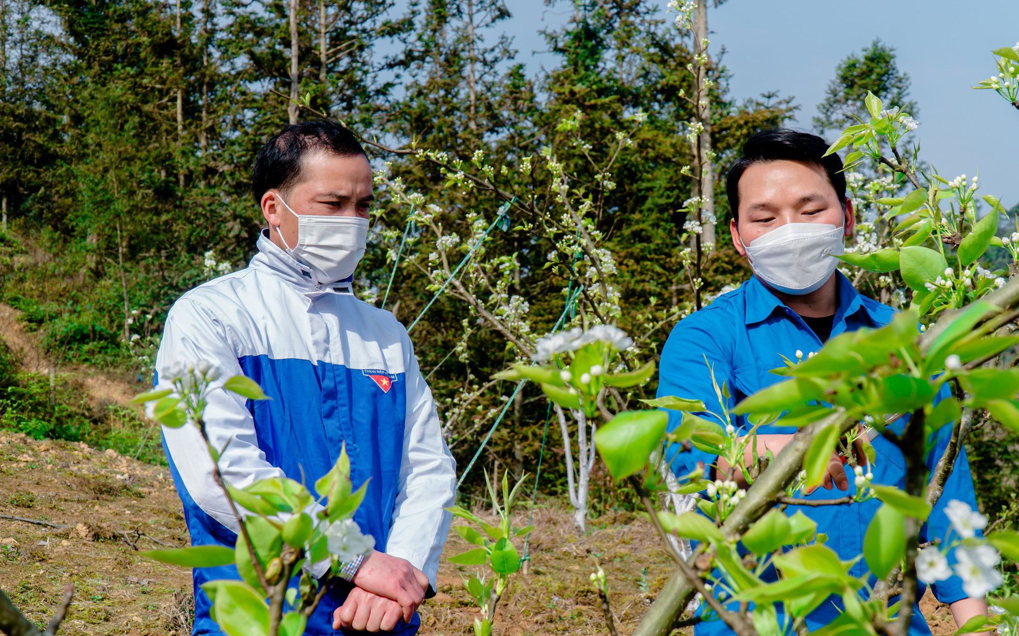 Trồng thứ cây đầu năm ngắm như cây cảnh, mùa thu hái trái đặc sản, đồi nhà anh nông dân Lào Cai đẹp mê tơi