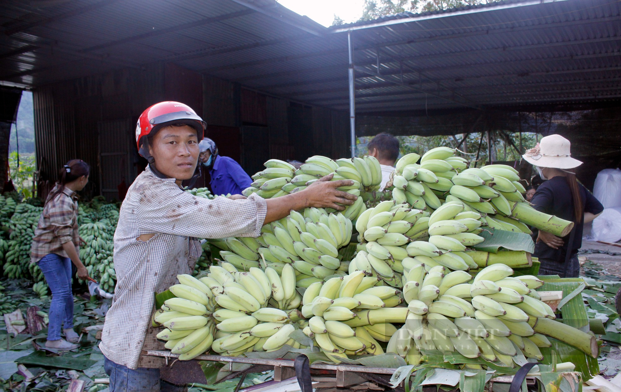 Tấp nập chợ chuối vùng cao Lai Châu - Ảnh 5.