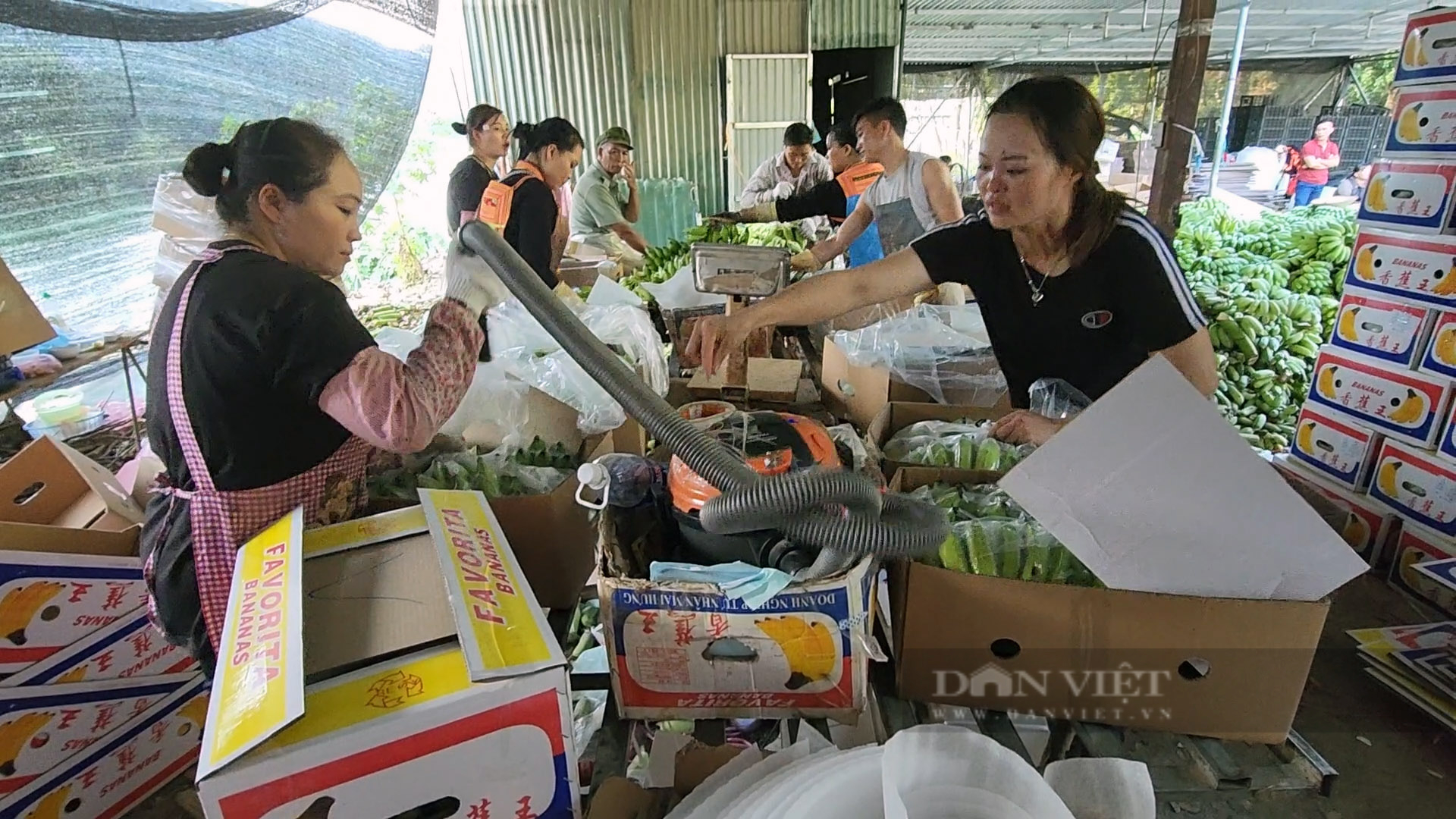 Tấp nập chợ chuối vùng cao Lai Châu - Ảnh 9.