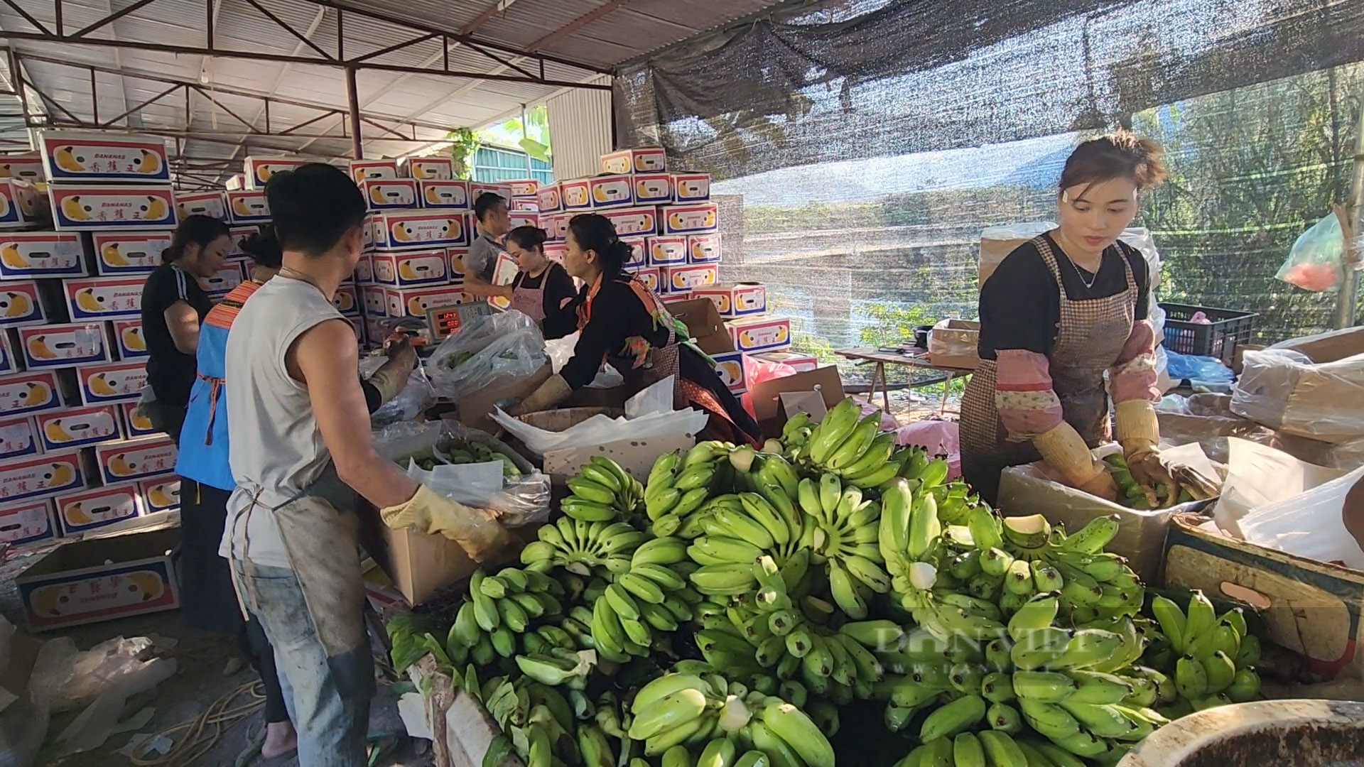 Tấp nập chợ chuối vùng cao Lai Châu - Ảnh 12.