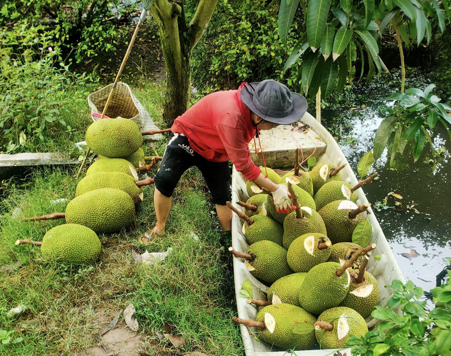 Giá mít Thái hôm nay 25/11: Vì sao thương lái sợ mua mít trái to? - Ảnh 1.