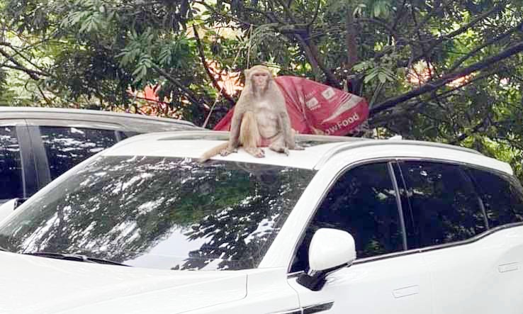 Vườn thú Hà Nội dùng ống tiêu tẩm thuốc mê bắt khỉ hoang hung dữ, quậy phá trong khu bãi xe  - Ảnh 1.