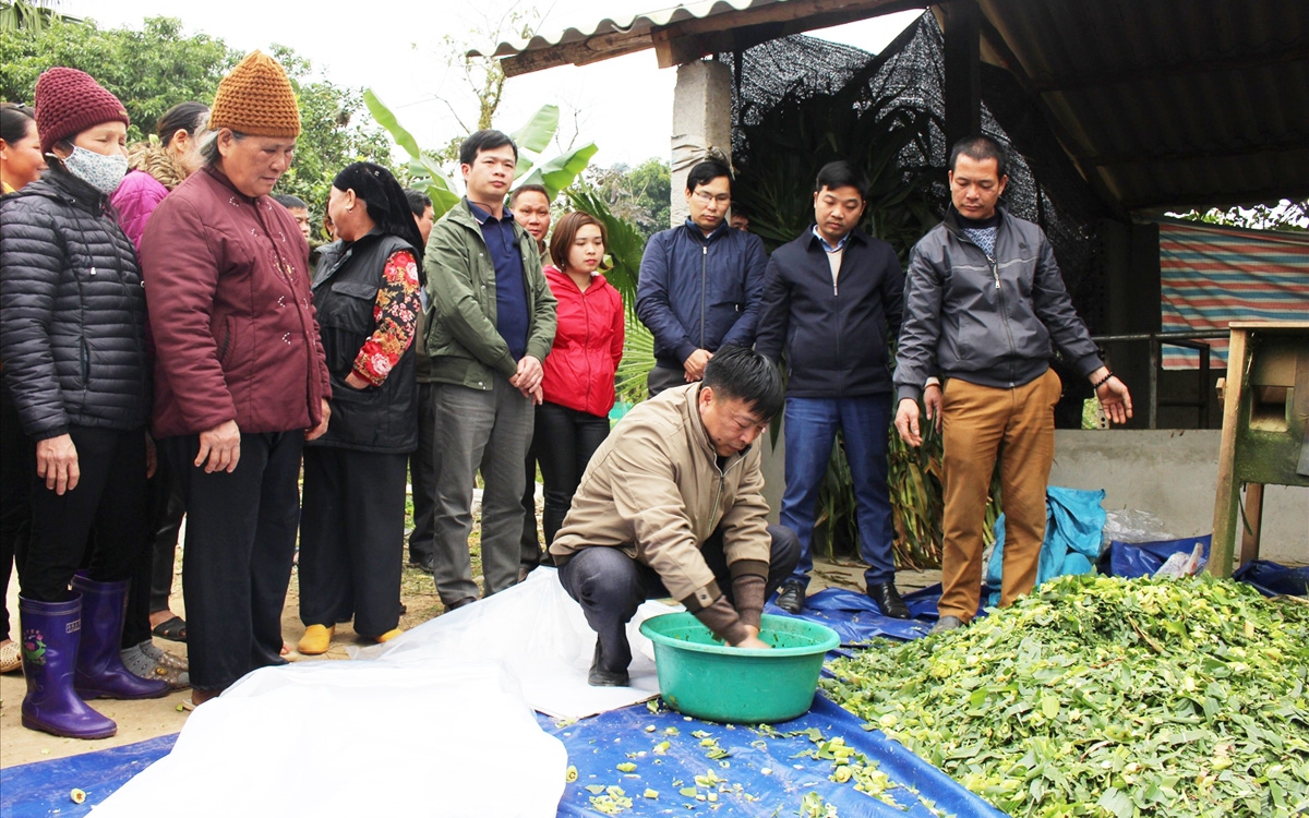 Mùa đông sắp đến rồi, chuyên gia bàn cách giúp nhà nông phòng chống đói rét cho trâu bò