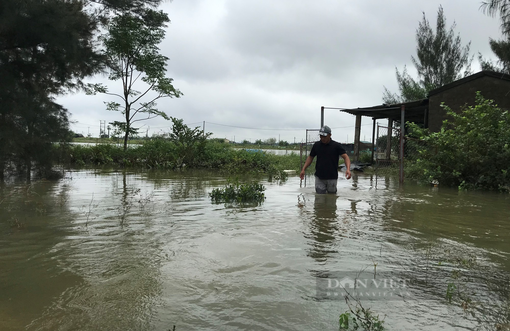 Mưa lớn nước dâng nhanh, nhiều hồ nuôi tôm ở Nghệ An ngập trắng, có nhà mất 500 triệu sau một đêm - Ảnh 2.