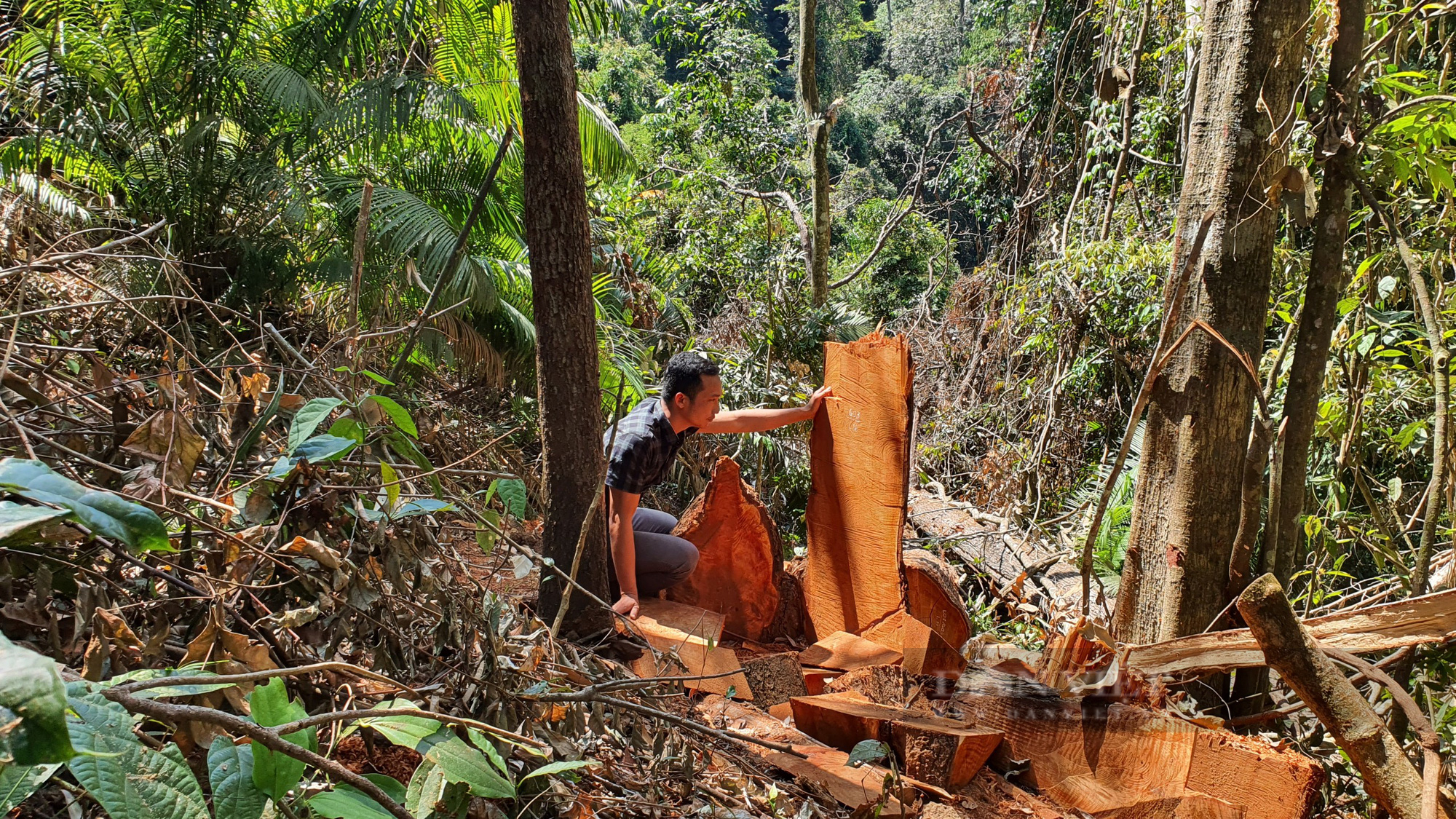 Một công ty lâm nghiệp ở Kon Tum để suy giảm hơn 4.000 rừng - Ảnh 1.
