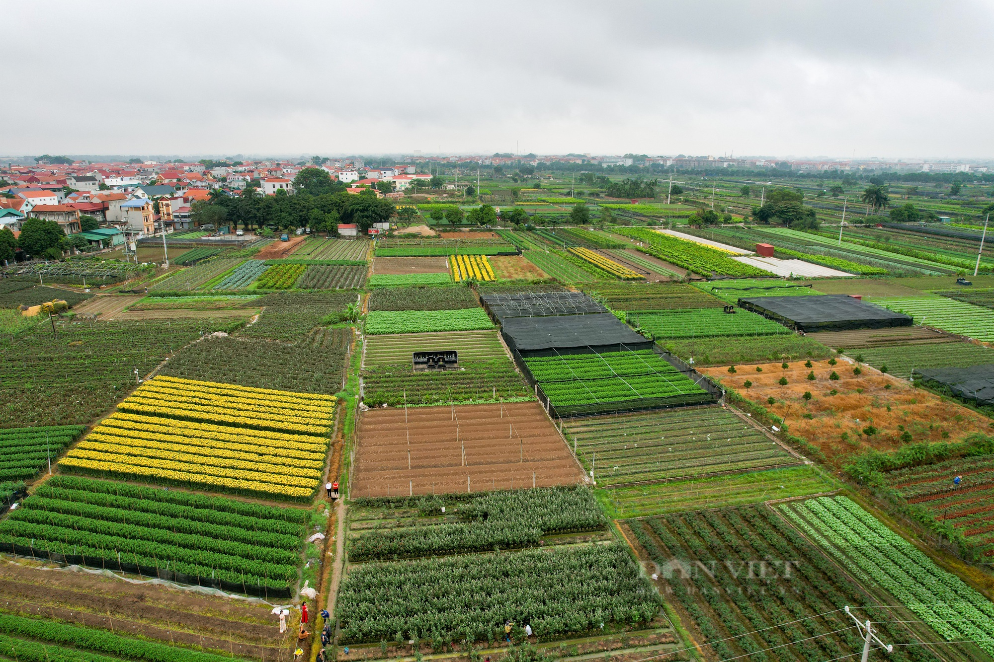 &quot;Thủ phủ&quot; hoa Mê Linh rộn ràng chuẩn bị cho festival hoa năm 2022 - Ảnh 2.