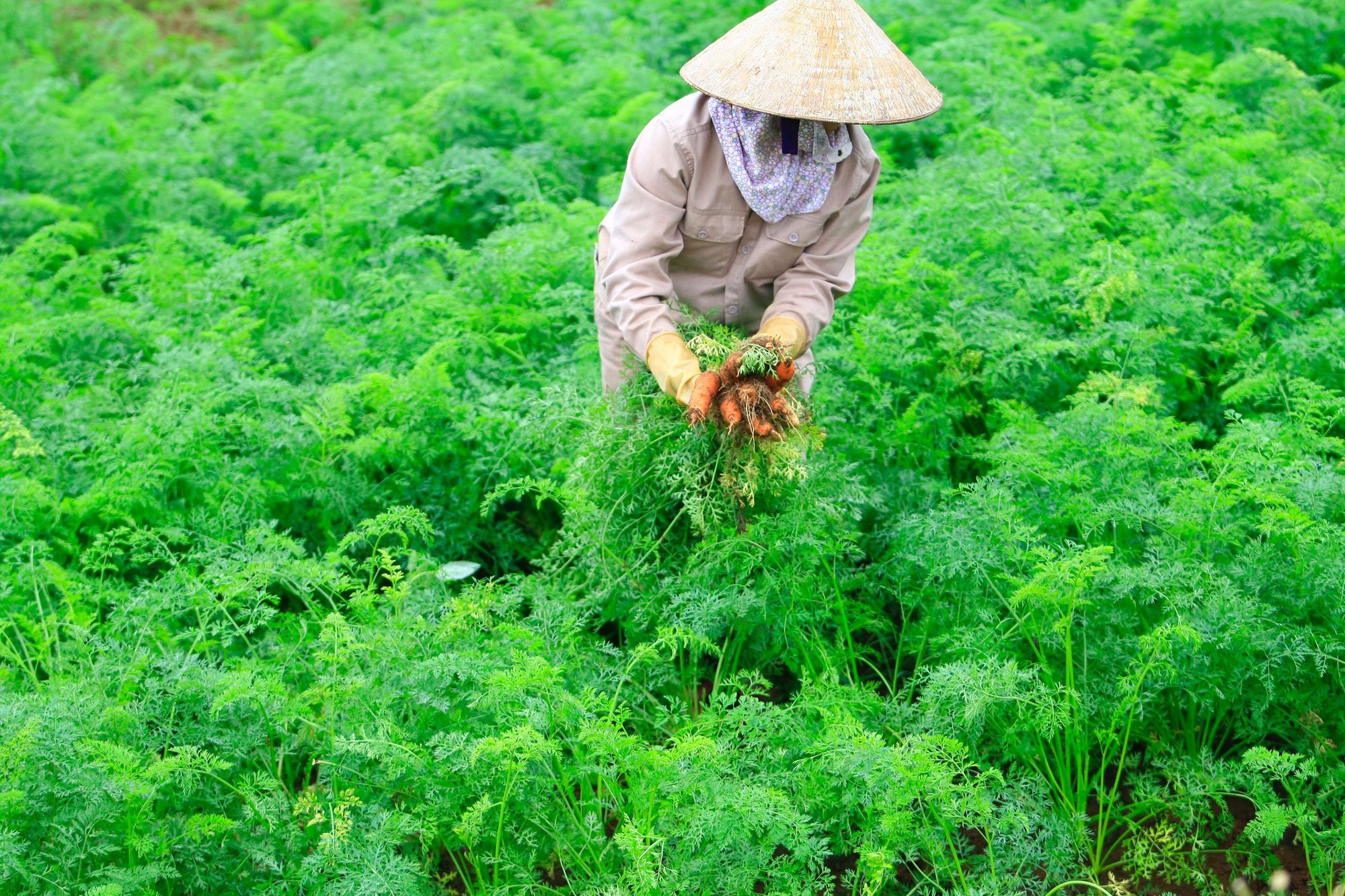 Tập đoàn TH nhận 3 Cúp “Sản phẩm hữu cơ vì sức khỏe cộng đồng” cho sữa tươi, rau quả và thảo dược - Ảnh 5.