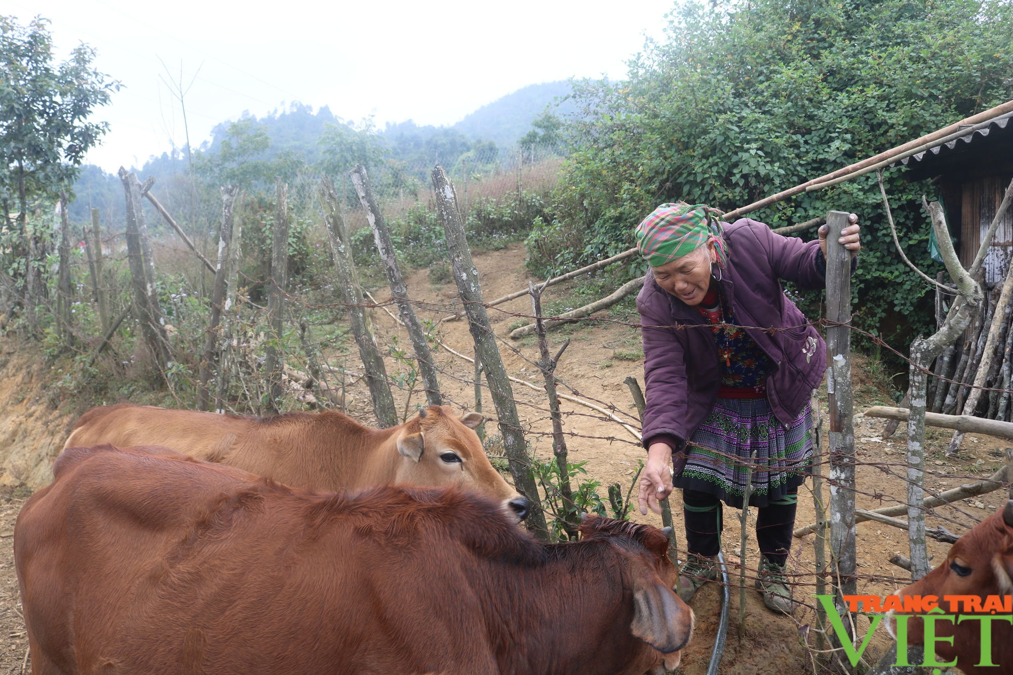 Hỗ trợ bò ở Sa Pa: UBND tỉnh Lào Cai chỉ đạo nóng - Ảnh 1.