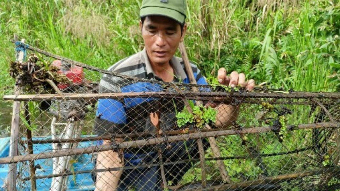 Dầm mình dưới nước sình bắt cá lóc chắc nịch ở rừng U Minh Hạ của Cà Mau - Ảnh 1.