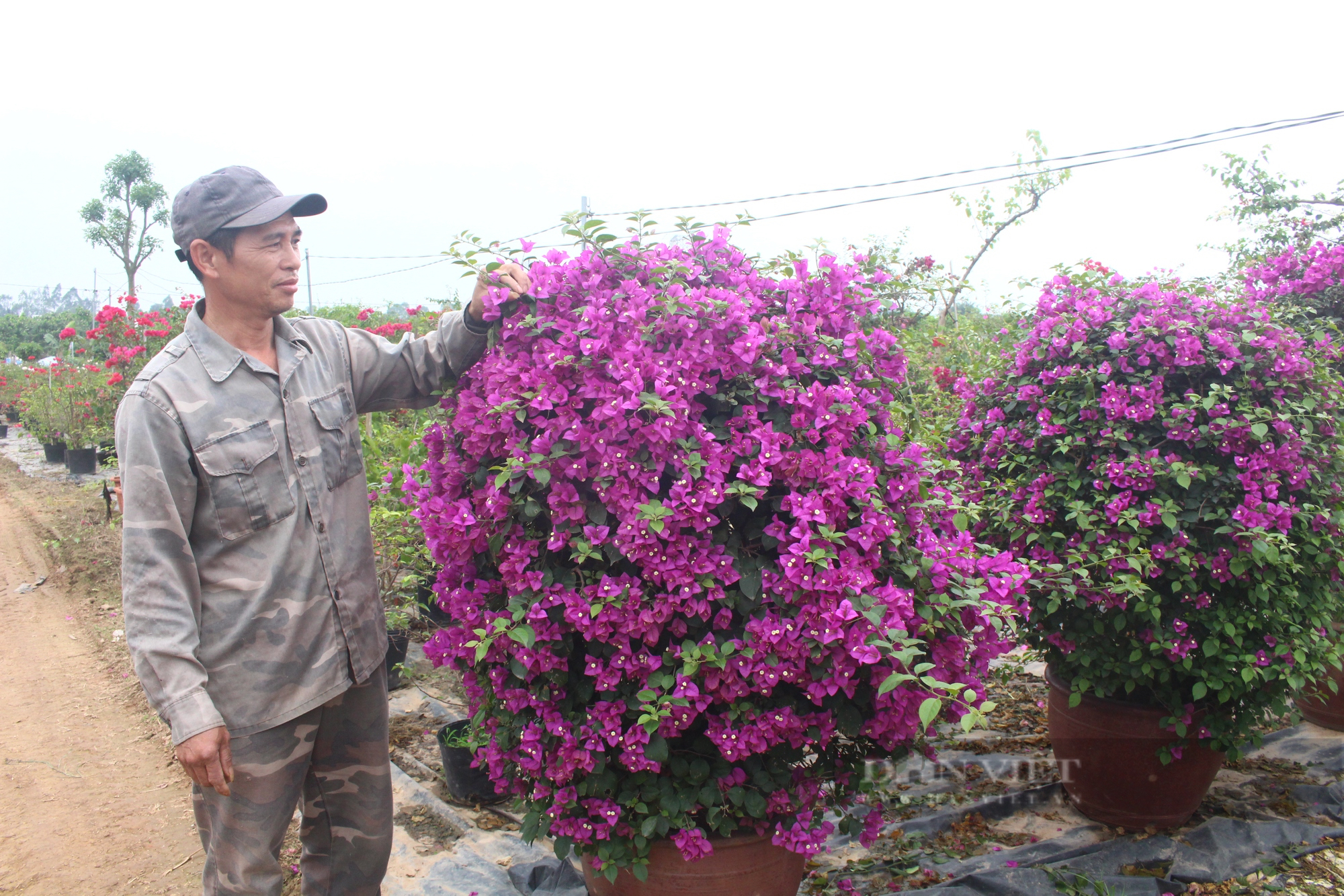 Nông thôn mới Hà Nội, nông dân giàu lên, đặc biệt có 3 huyện không còn hộ nghèo - Ảnh 1.