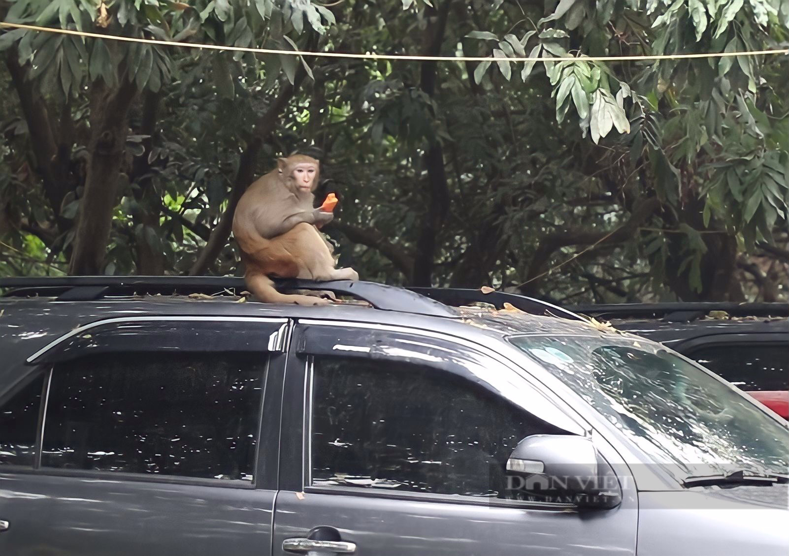 Cận cảnh khỉ hoang quậy phá ở Hà Nội: Thích trêu đùa phái đẹp, hay lấy trộm hoa quả - Ảnh 5.