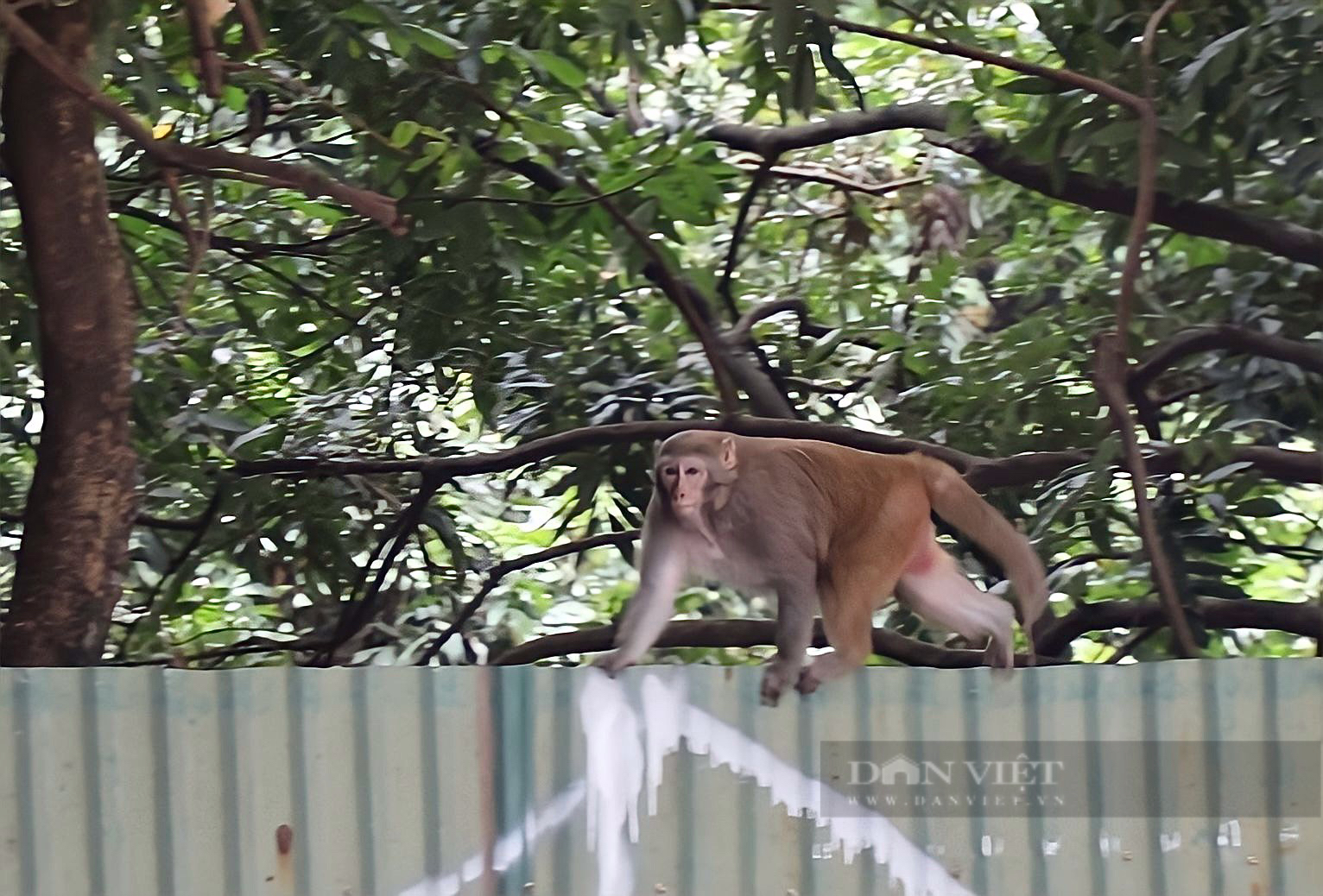 Cận cảnh khỉ hoang quậy phá ở Hà Nội: Thích trêu đùa phái đẹp, hay lấy trộm hoa quả - Ảnh 2.
