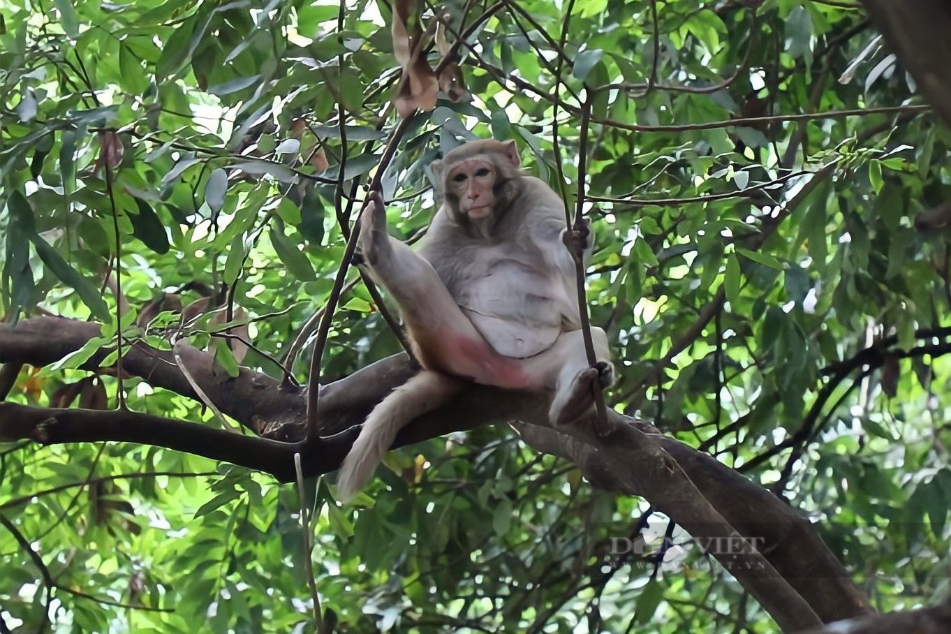 Cận cảnh khỉ hoang quậy phá ở Hà Nội: Thích trêu đùa phái đẹp, hay lấy trộm hoa quả - Ảnh 1.