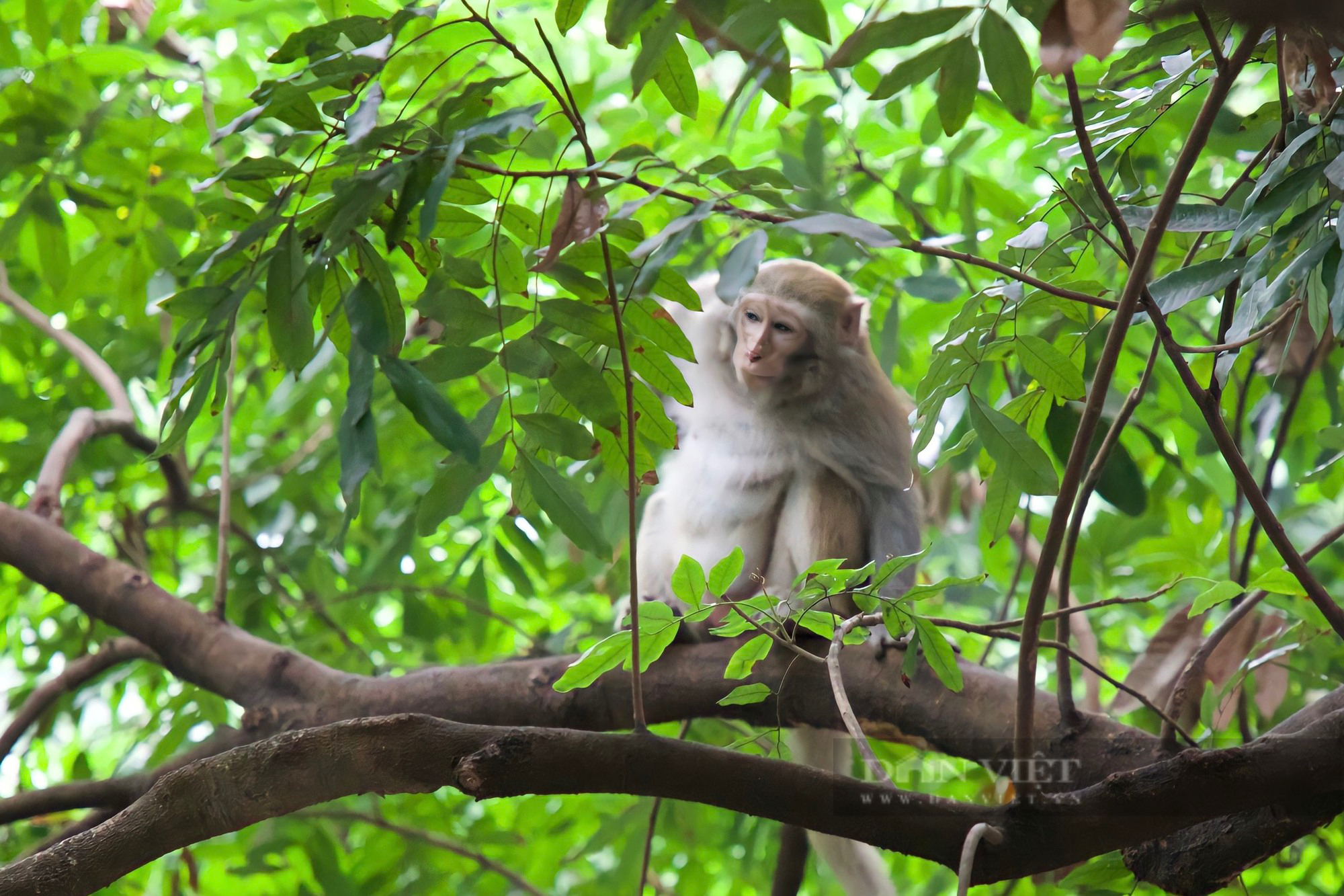 Cận cảnh khỉ hoang quậy phá ở Hà Nội: Thích trêu đùa phái đẹp, hay lấy trộm hoa quả - Ảnh 4.