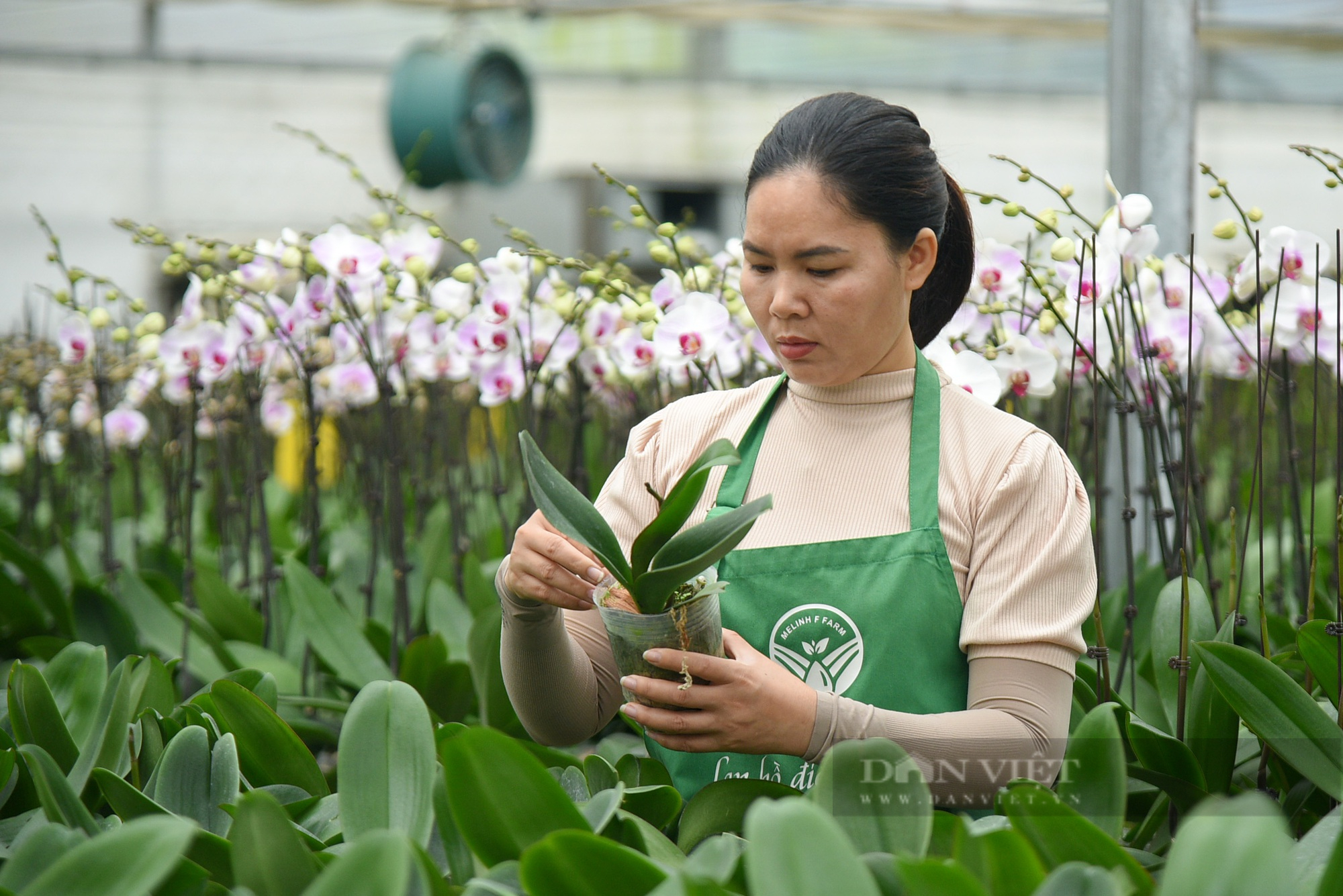 &quot;Thủ phủ&quot; hoa Mê Linh rộn ràng chuẩn bị cho festival hoa năm 2022 - Ảnh 6.