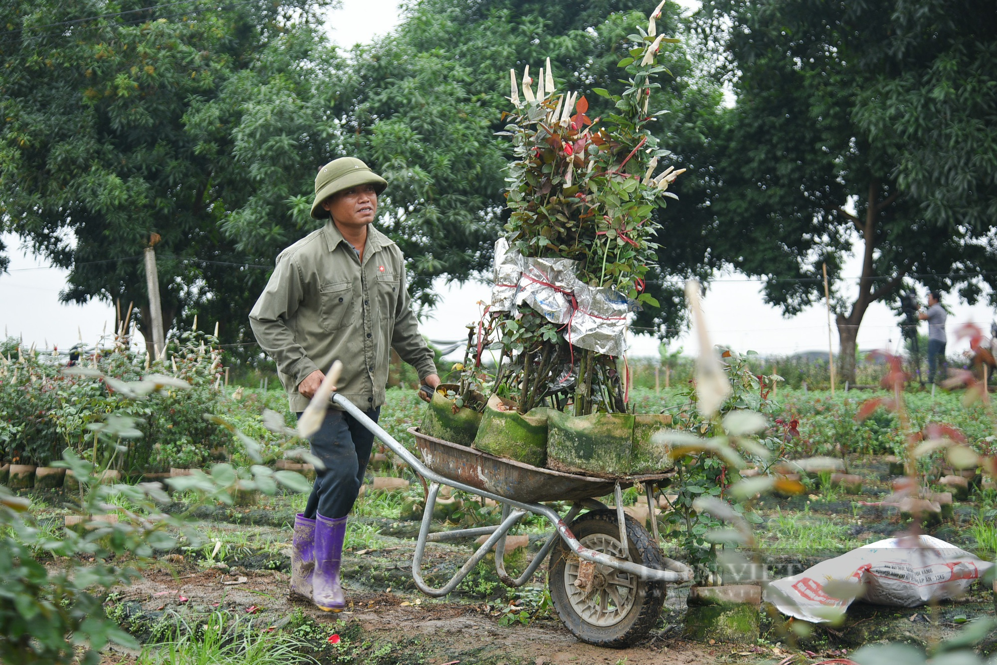 &quot;Thủ phủ&quot; hoa Mê Linh rộn ràng chuẩn bị cho festival hoa năm 2022 - Ảnh 9.