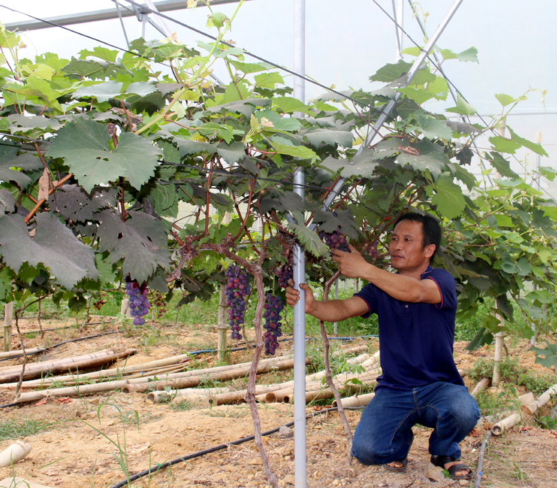 Trồng nho Hạ đen, nấm lim xanh theo cách này, nông dân vùng cao Sơn Động ở Bắc Giang nhanh khá giàu - Ảnh 3.