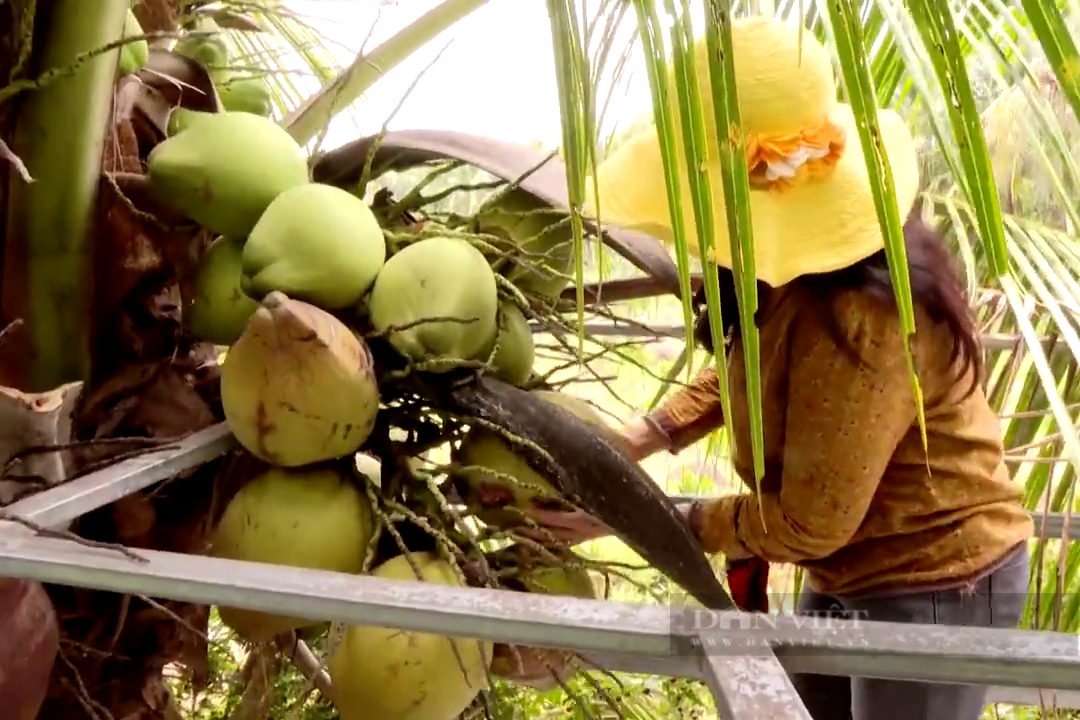 Lão nông U70 ở Tiền Giang bá đạo làm đường trên đọt dừa cho du khách hái trái, thưởng ngoạn - Ảnh 4.