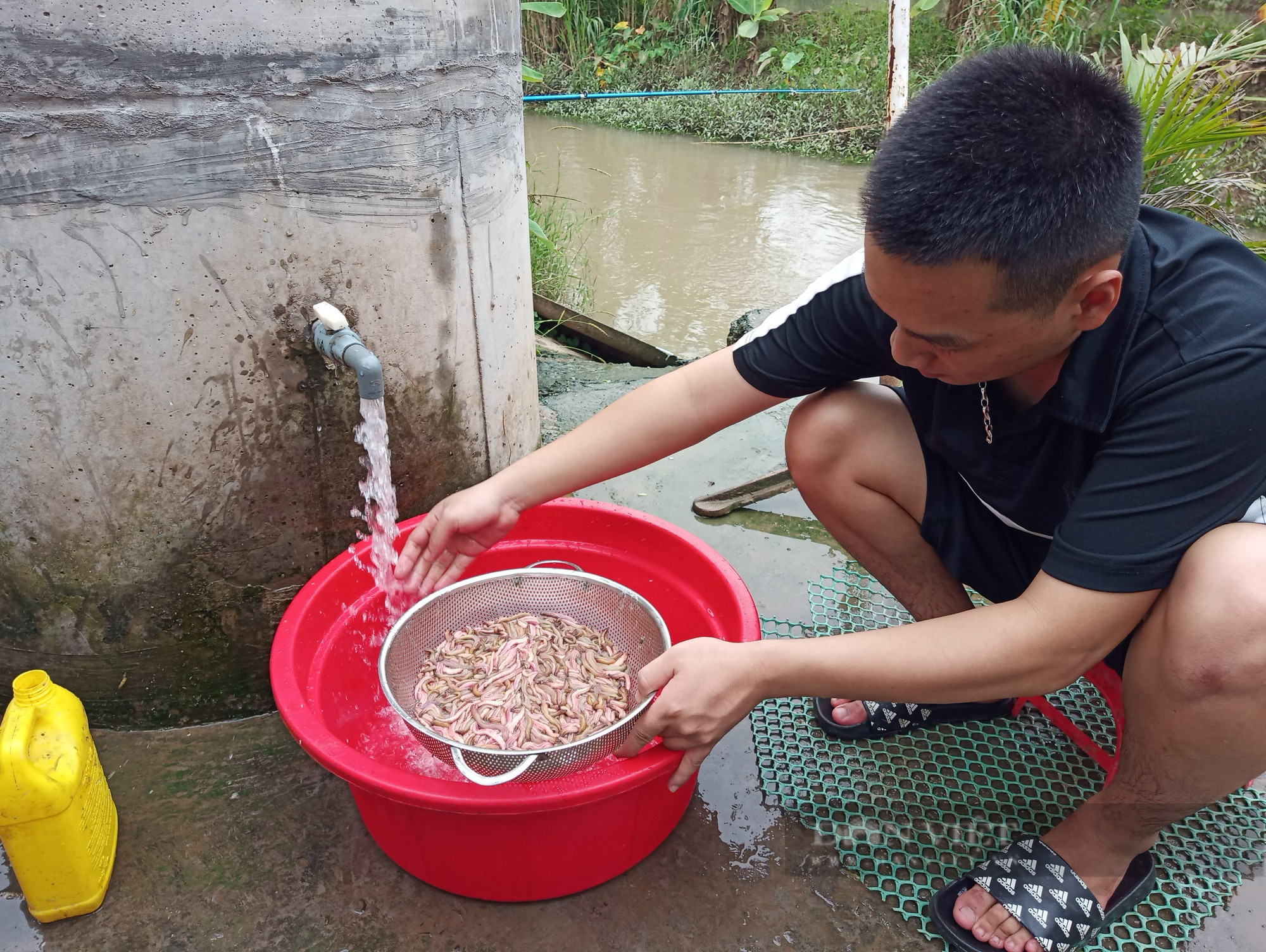 Nông dân An Thanh, Tứ Kỳ háo hức vào vụ thu hoạch &quot;lộc trời&quot;, &quot;rồng đất&quot;, thương lái trực sẵn hốt sạch - Ảnh 2.