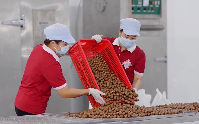 Thứ hạt được ví như "nữ hoàng quả khô" của Việt Nam sắp được bán ở 180 siêu thị của Nhật Bản