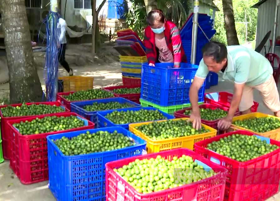 Tiên phong trồng loại cây vừa hái trái bán vừa làm kiểng chơi, anh nông dân vùng biên làm giàu ngoạn mục  - Ảnh 4.