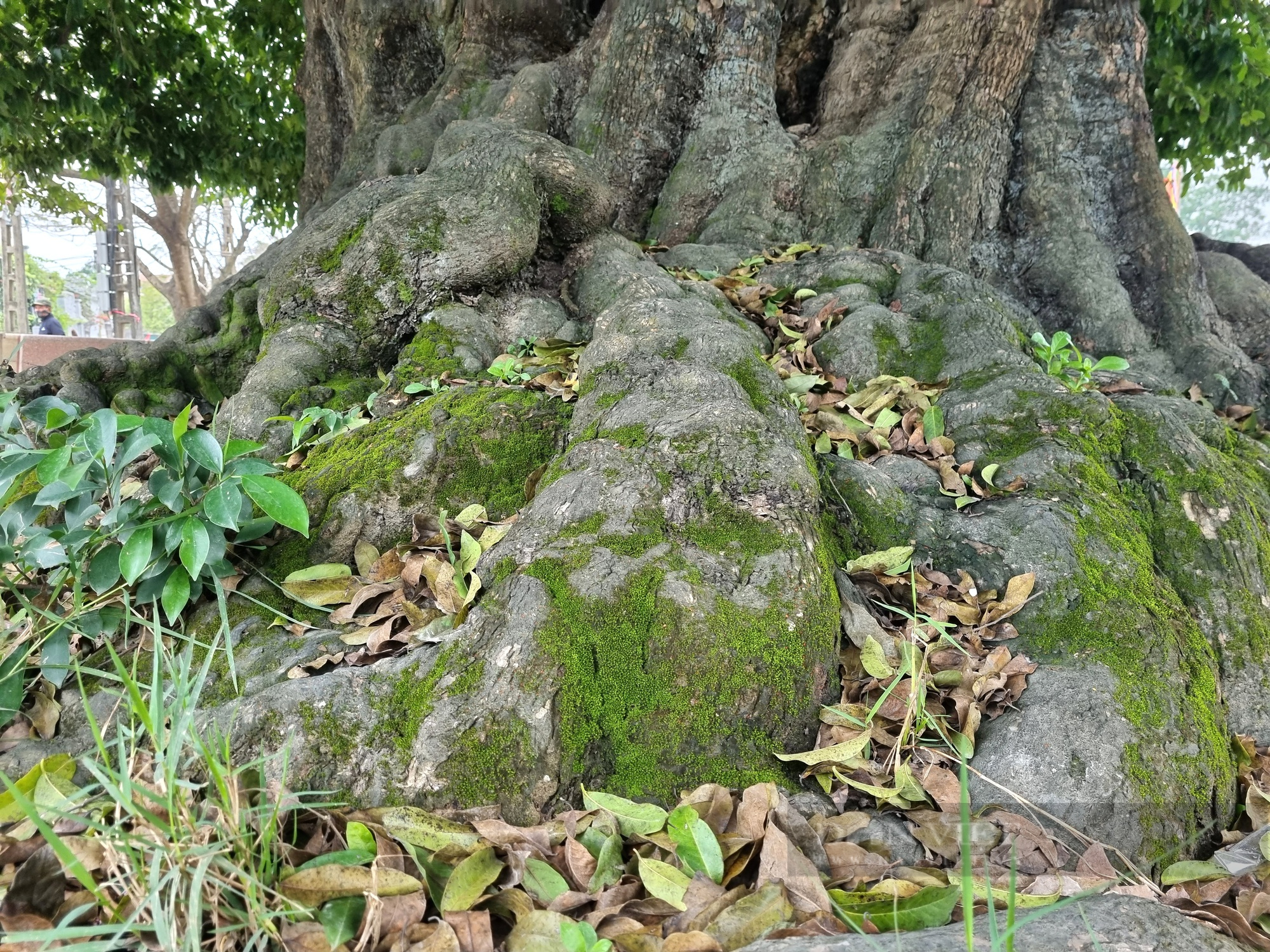 Chiêm ngưỡng cây thị cổ bị rỗng gốc được người dân coi như “báu vật” ở Ninh Bình - Ảnh 7.