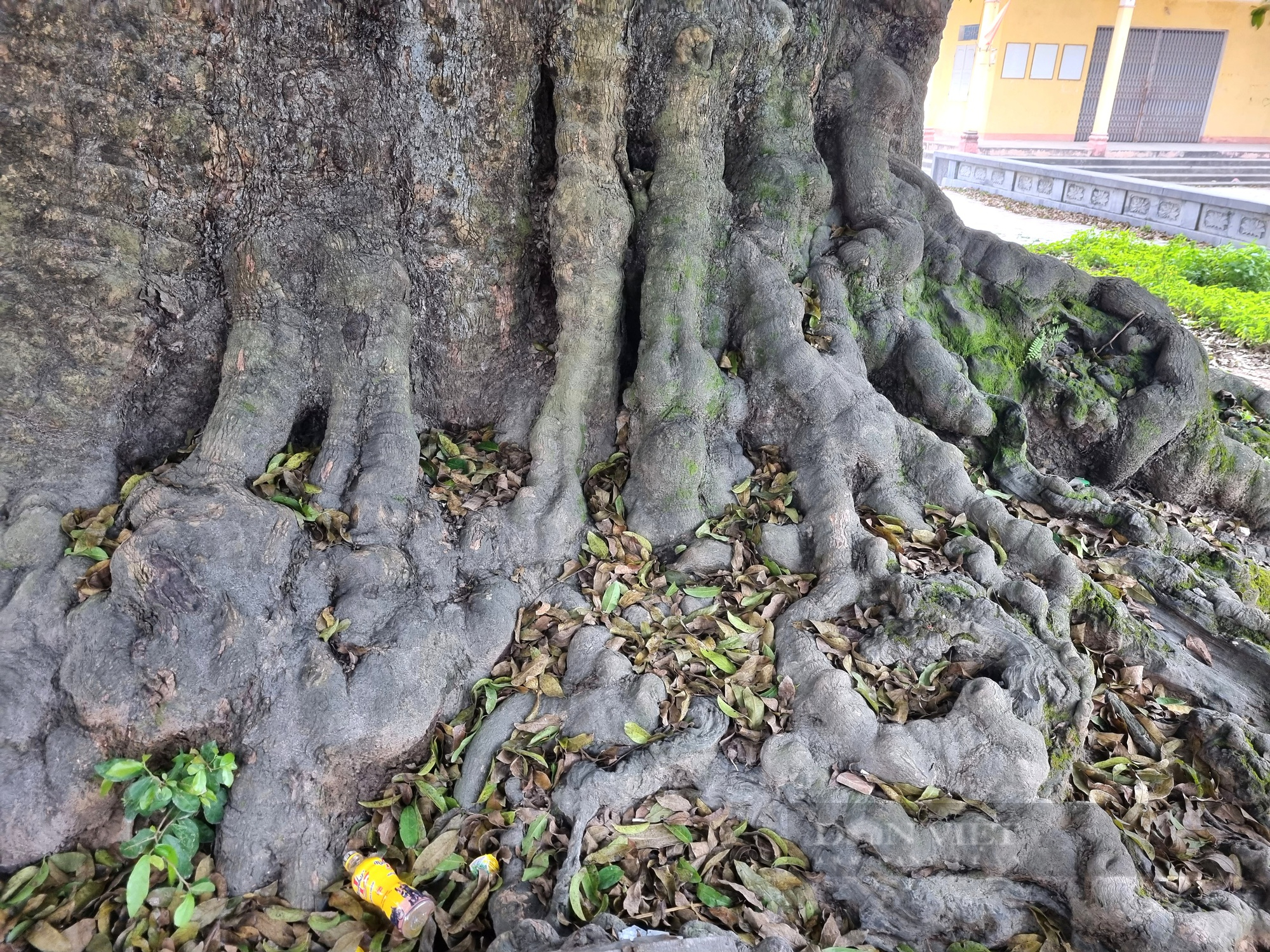 Chiêm ngưỡng cây thị cổ bị rỗng gốc được người dân coi như “báu vật” ở Ninh Bình - Ảnh 6.