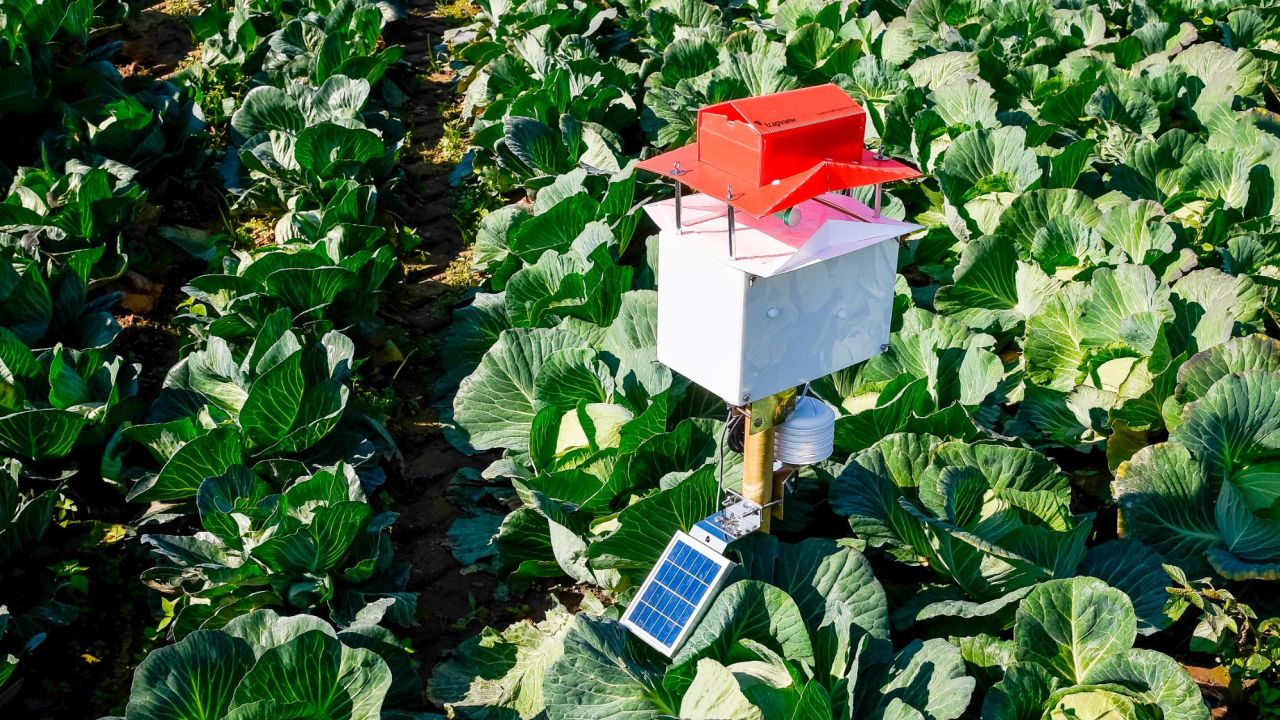 Ngành nông nghiệp phát triển bẫy sâu bệnh sử dụng công nghệ AI - Ảnh 2.