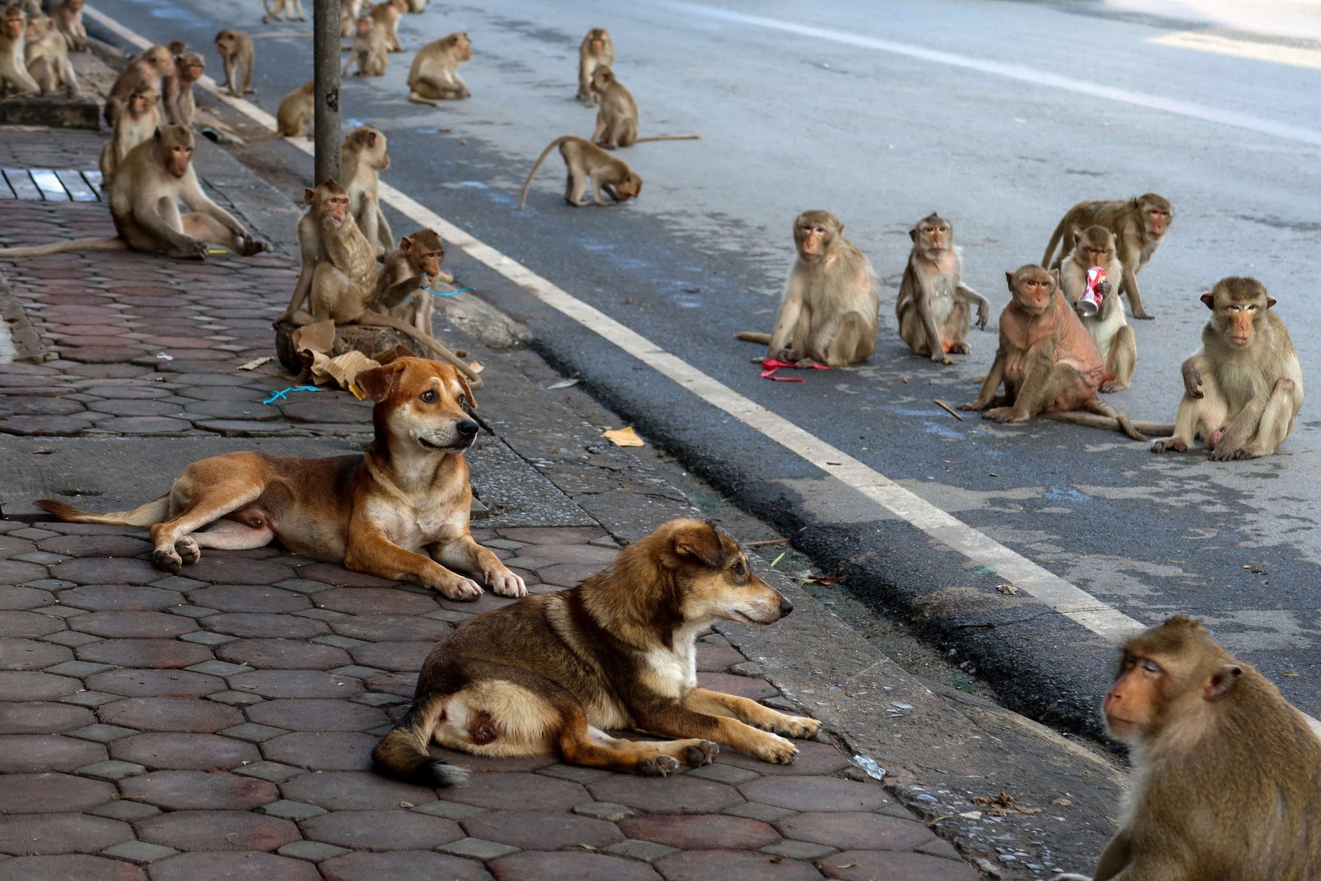 Thái Lan tổ chức đại tiệc cho gần 4.000 con khỉ để bày tỏ lòng biết ơn - Ảnh 7.