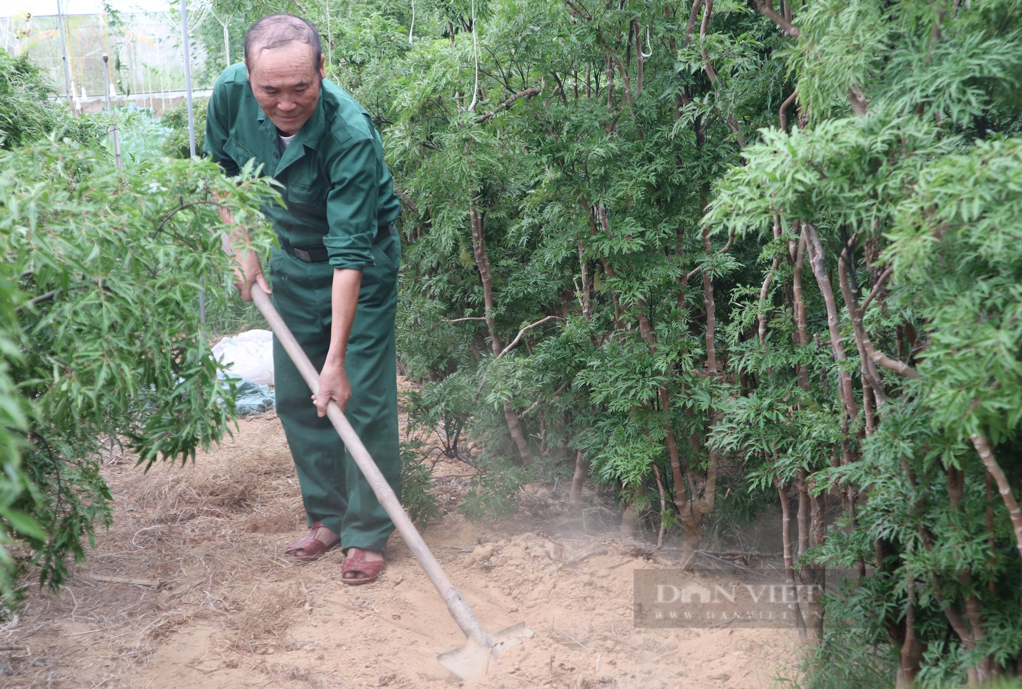 Mất trắng cả trăm triệu vẫn quyết liều với loại sâm của nhà nghèo, ông Trung ở Nghệ An thành công bất ngờ - Ảnh 2.