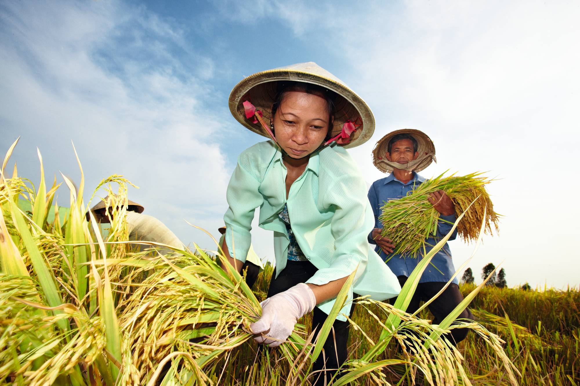 Lúa: Hãy đắm mình trong vẻ đẹp kiêu sa của cánh đồng lúa và cảm nhận sức sống mạnh mẽ từ những trái lúa chín đỏ. Hình ảnh cánh đồng lúa sẽ khiến bạn trầm trồ với tuyệt phẩm thiên nhiên đến từ miền quê hương Việt Nam.